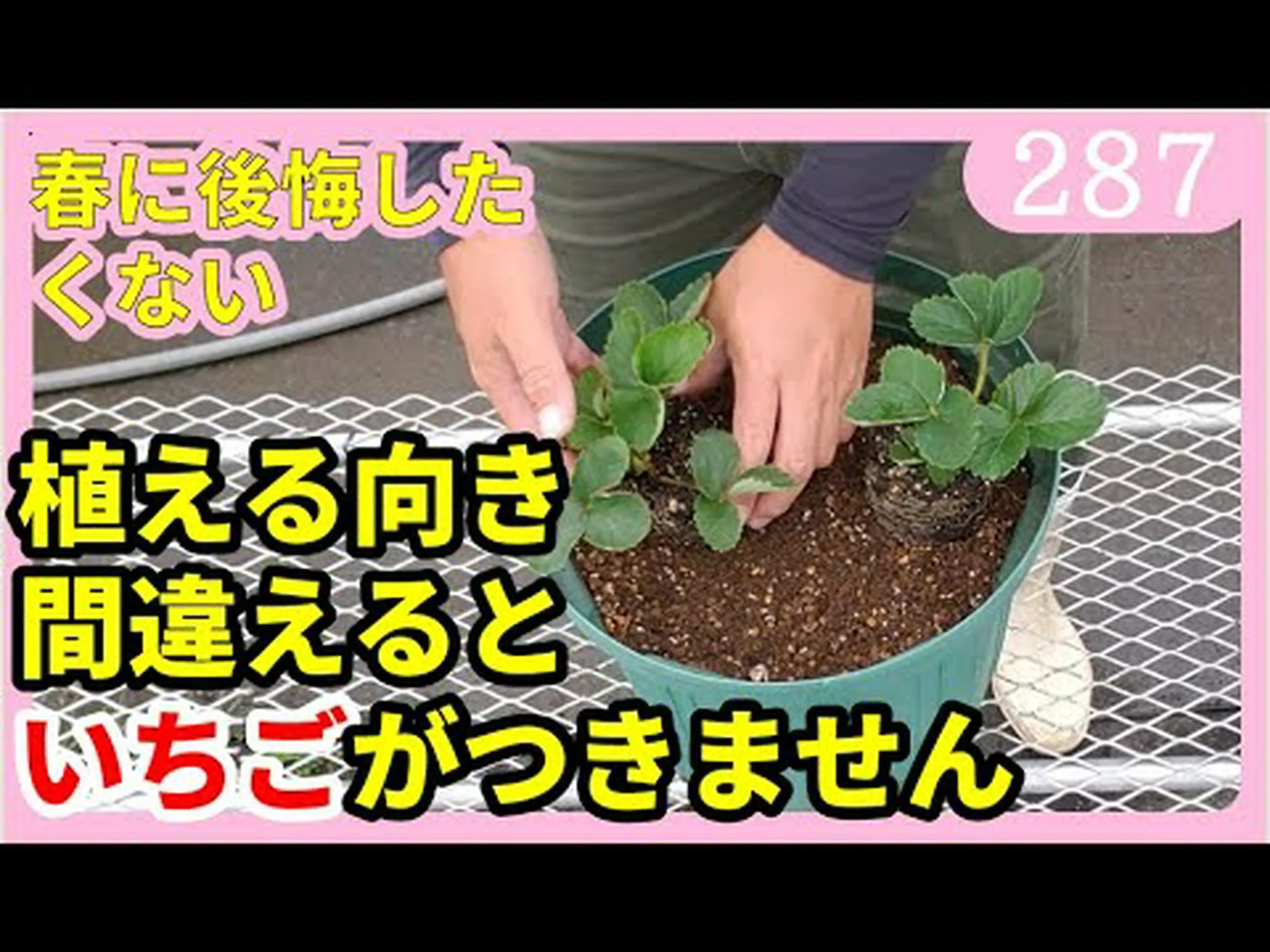 タワーに花やイチゴを植えるにはどうすればよいですか? タワーに花やイチゴを植えるにはどうすればよいですか?