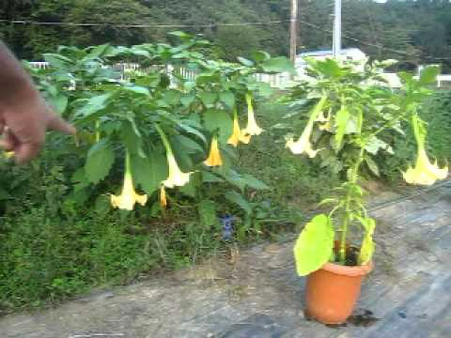 変化する花 Salpiglossis、ベルベット トランペット 変化する花 Salpiglossis、ベルベット トランペット