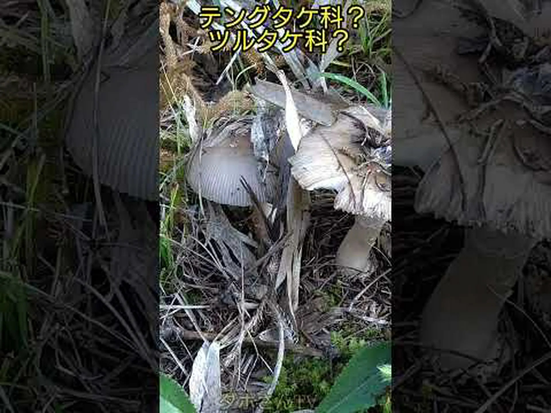 キノコ、テングタケ キノコ、テングタケ