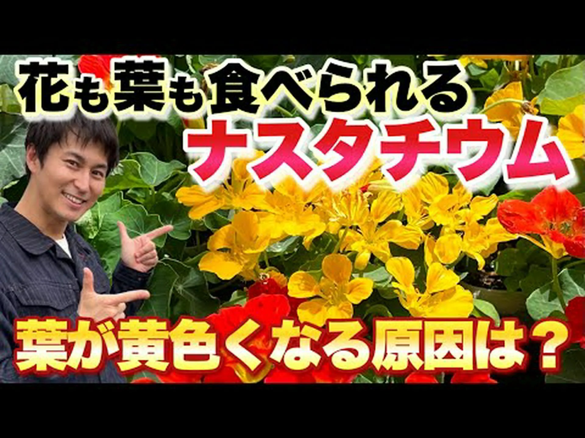 塊茎キンレンカ 塊茎キンレンカ