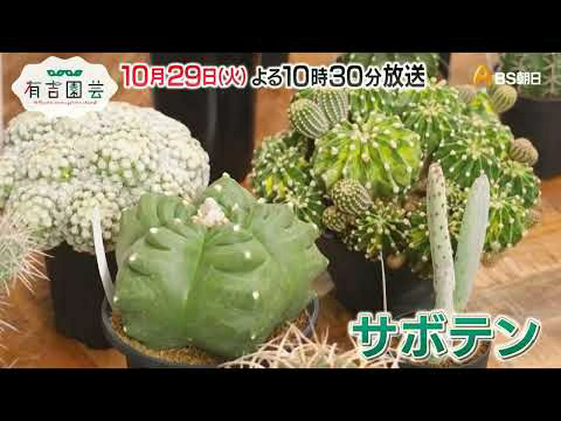 アリオカルプ、エーデルワイスサボテン アリオカルプ、エーデルワイスサボテン