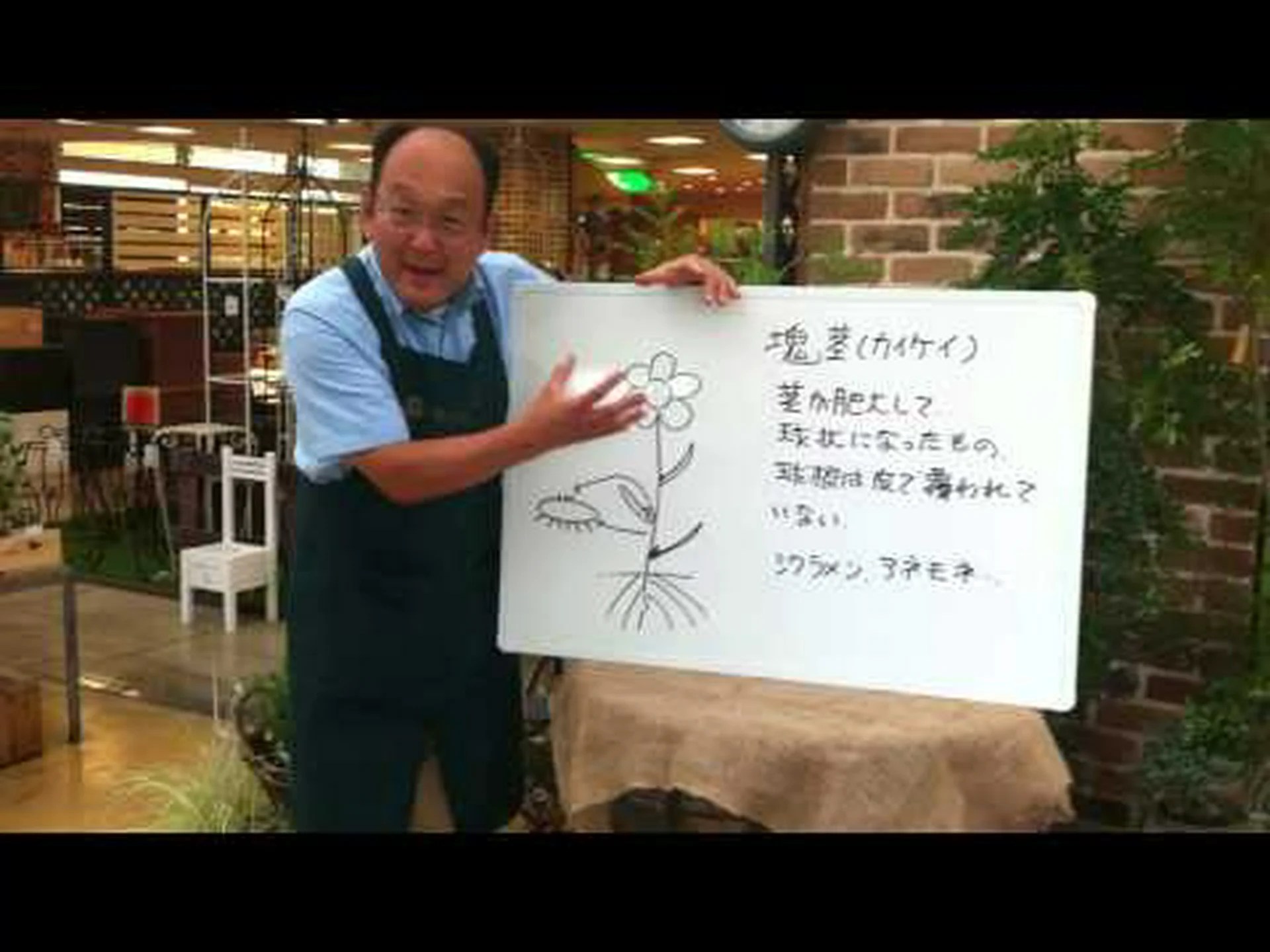 塊茎チャービル、球根状クロロフィル 塊茎チャービル、球根状クロロフィル