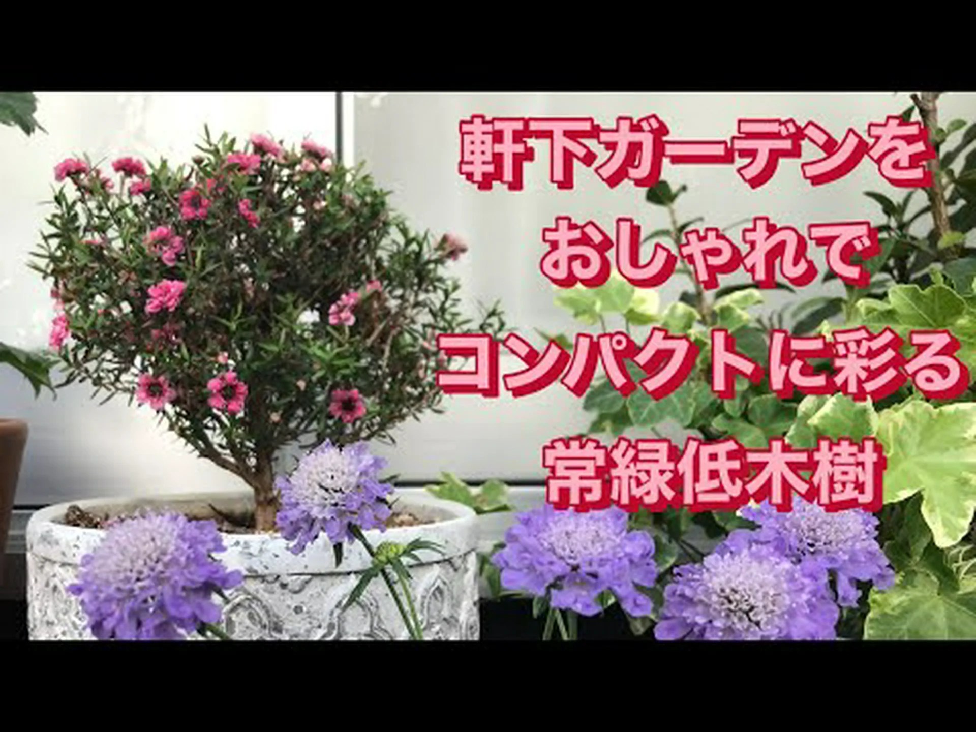 小さな低木の剪定 小さな低木の剪定
