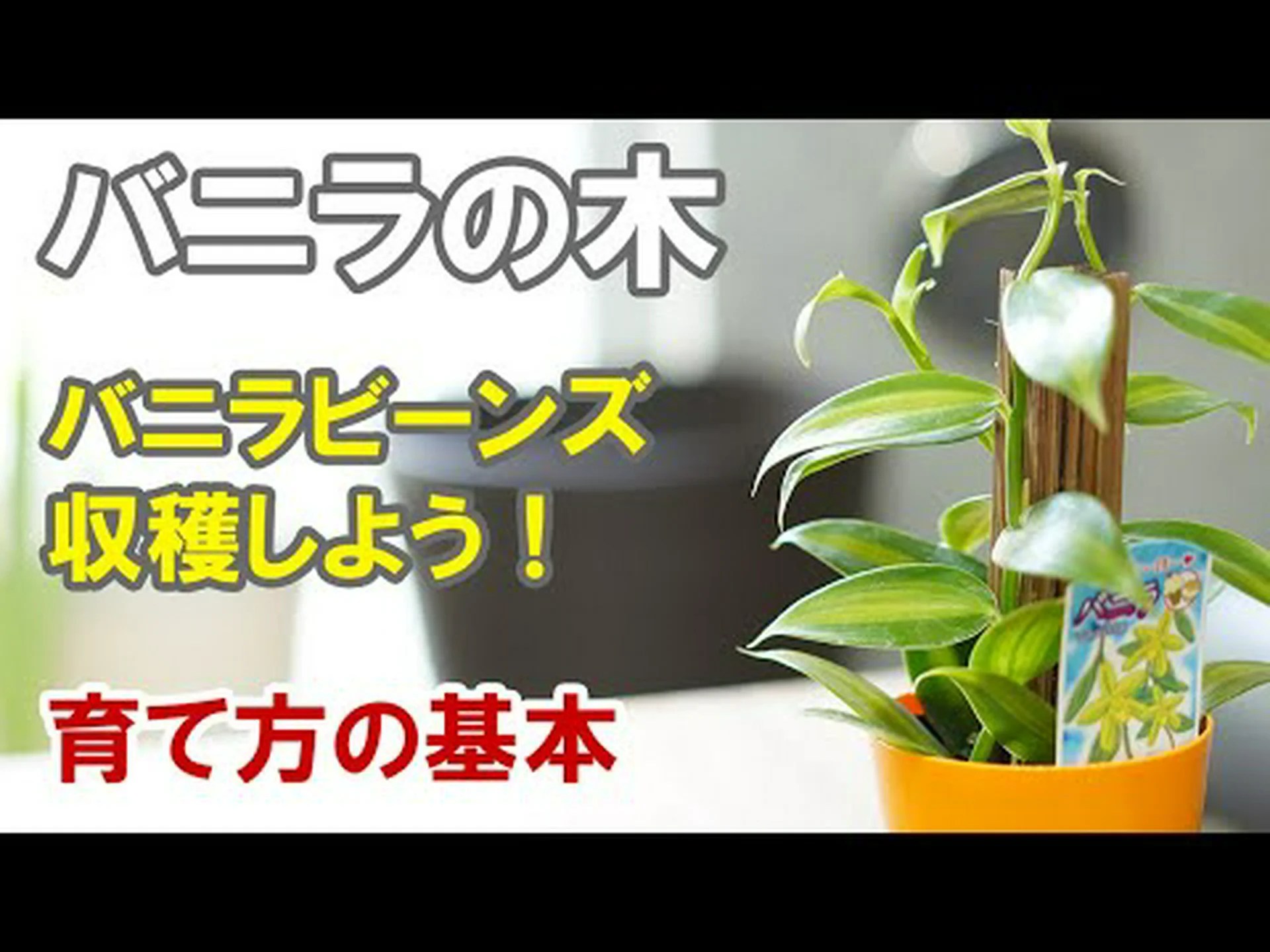 バニラの木(バニラ) バニラの木(バニラ)