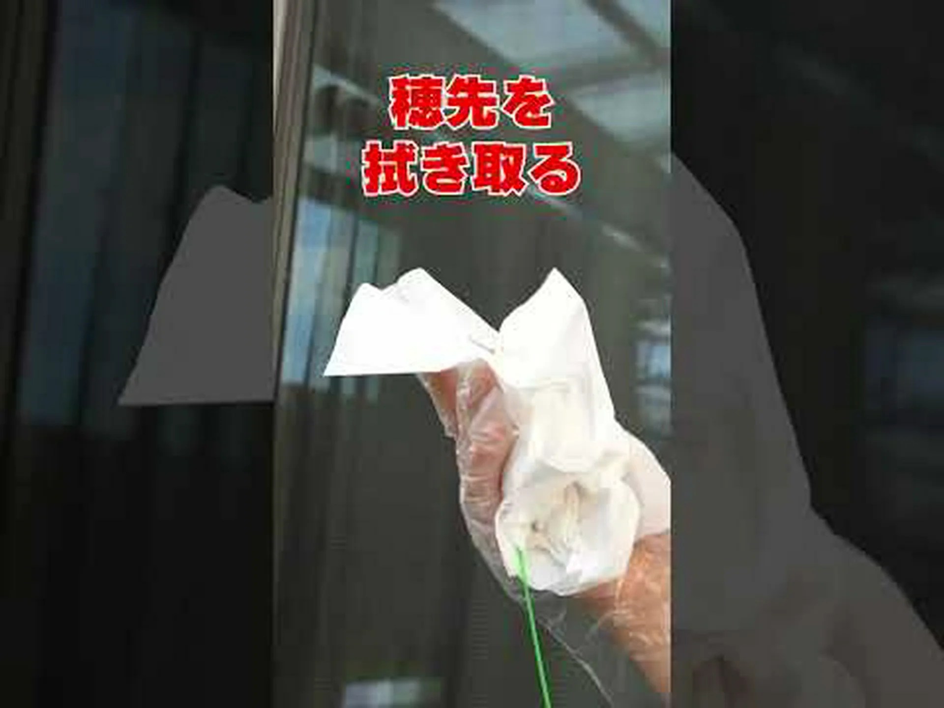 クモの巣ハウスネギ クモの巣ハウスネギ