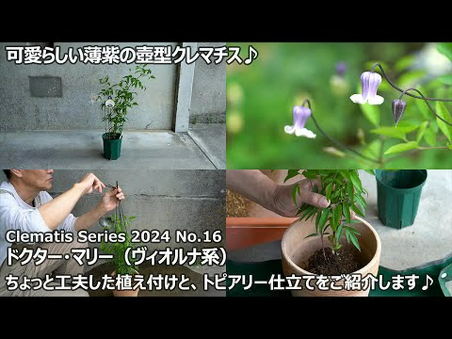 アミメアヤメ アミメアヤメ