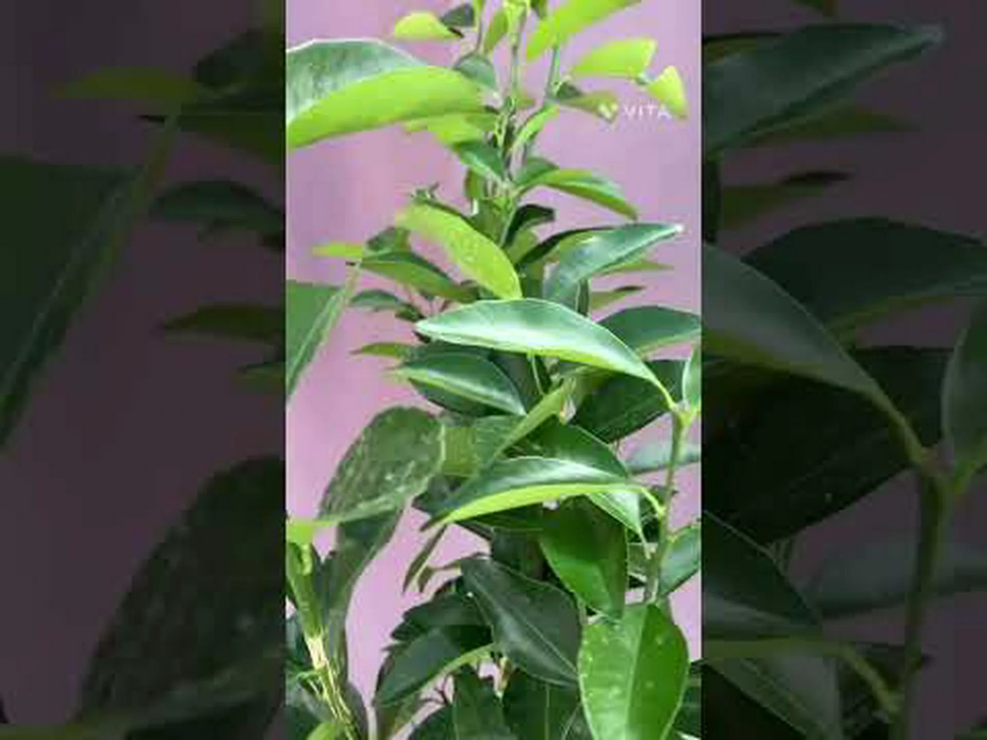 素朴な和の温州みかん 素朴な和の温州みかん