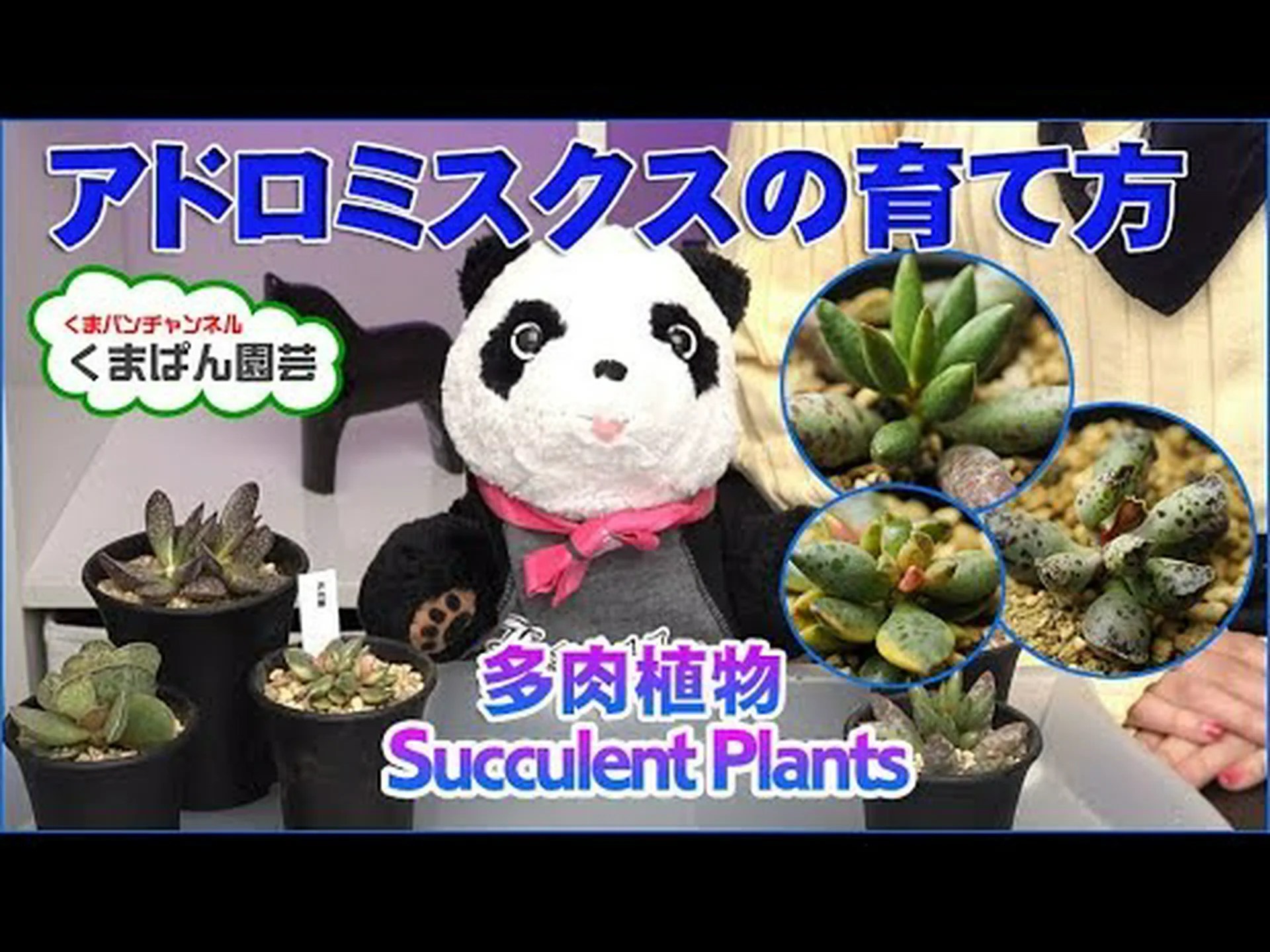 アドロミクス アドロミクス