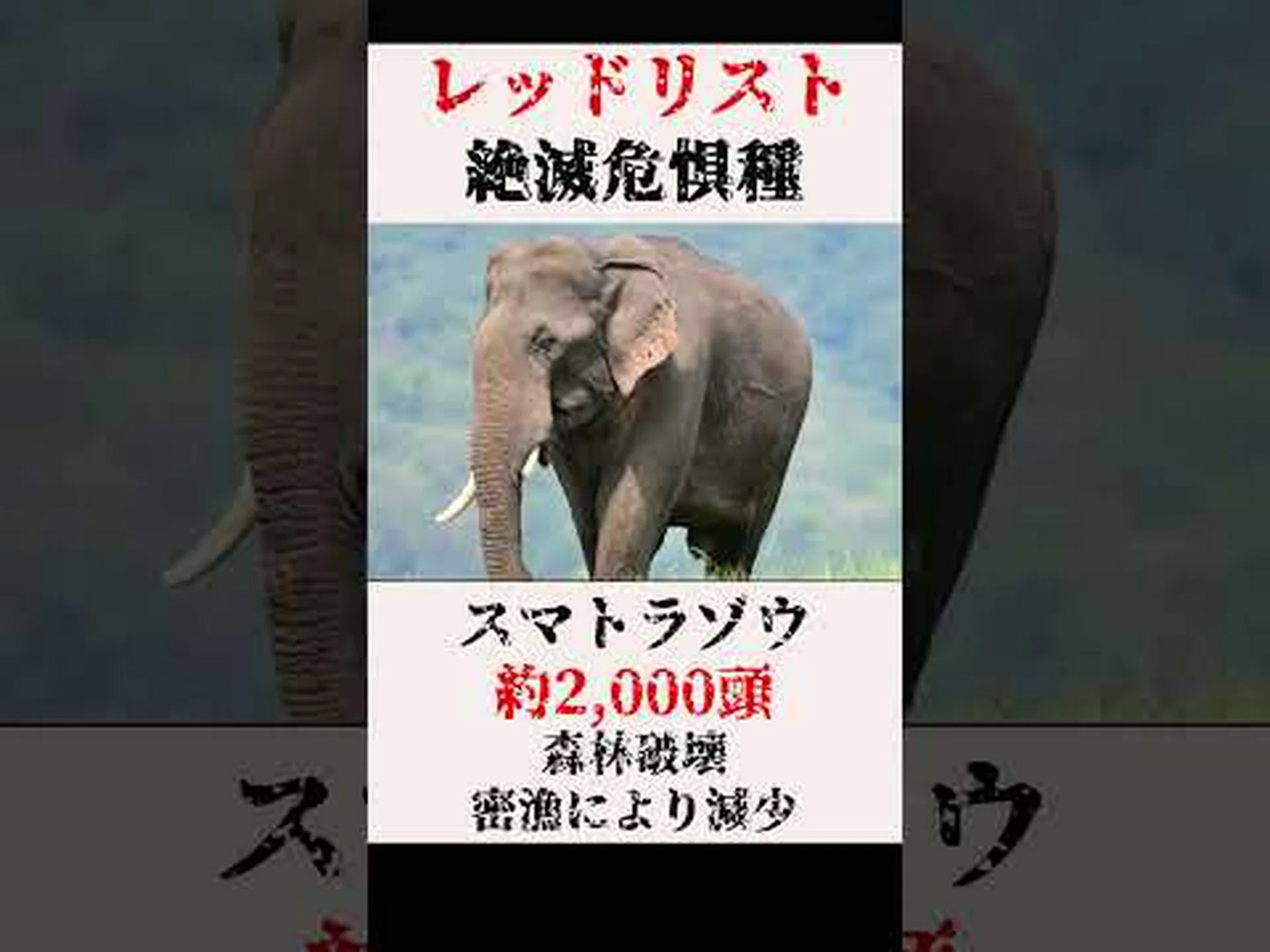 絶滅危惧種のレッドリストに載っているハリネズミ 絶滅危惧種のレッドリストに載っているハリネズミ