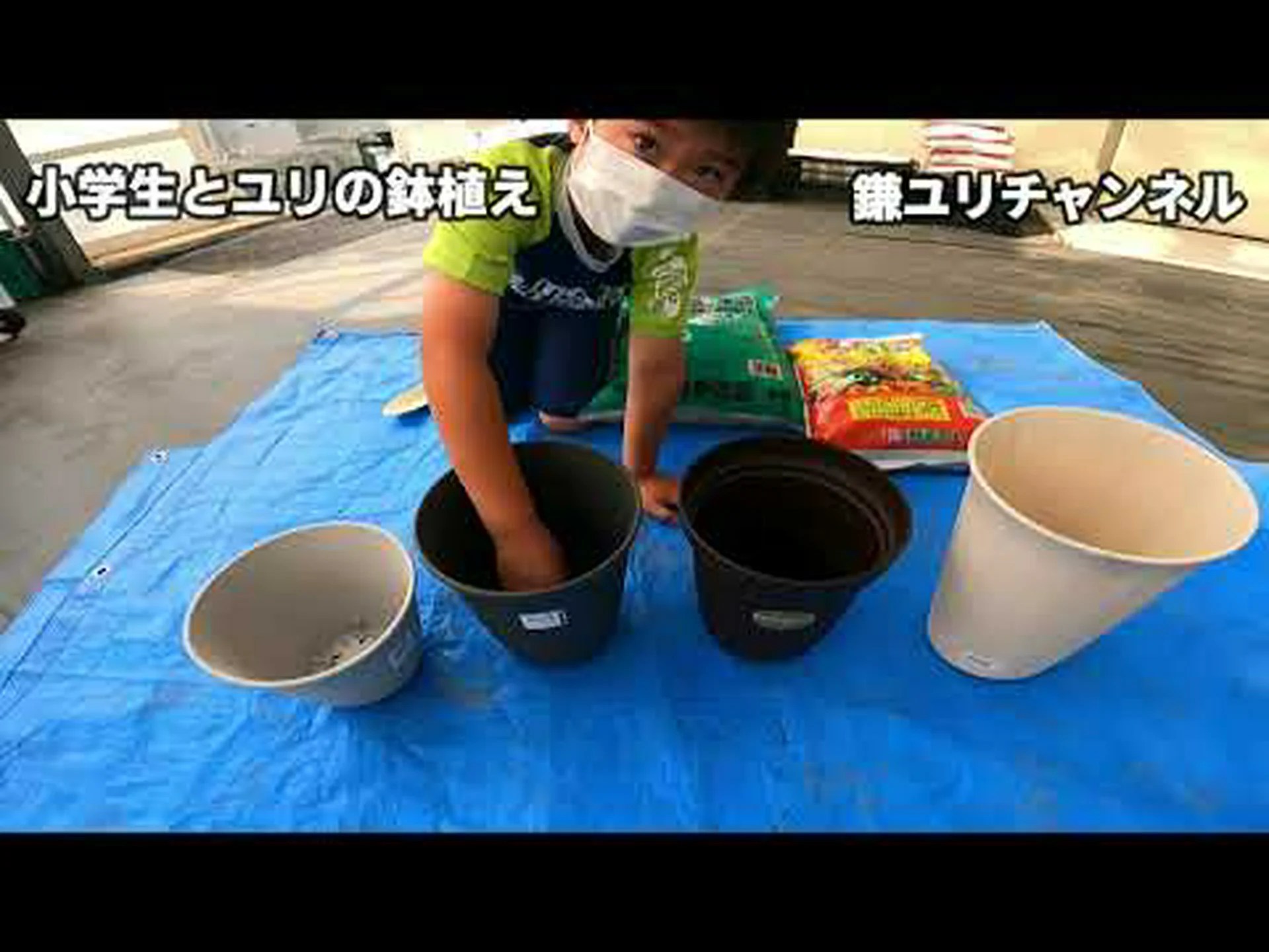 オリエンタルスワブグラス、Pennisetum oriental オリエンタルスワブグラス、Pennisetum oriental