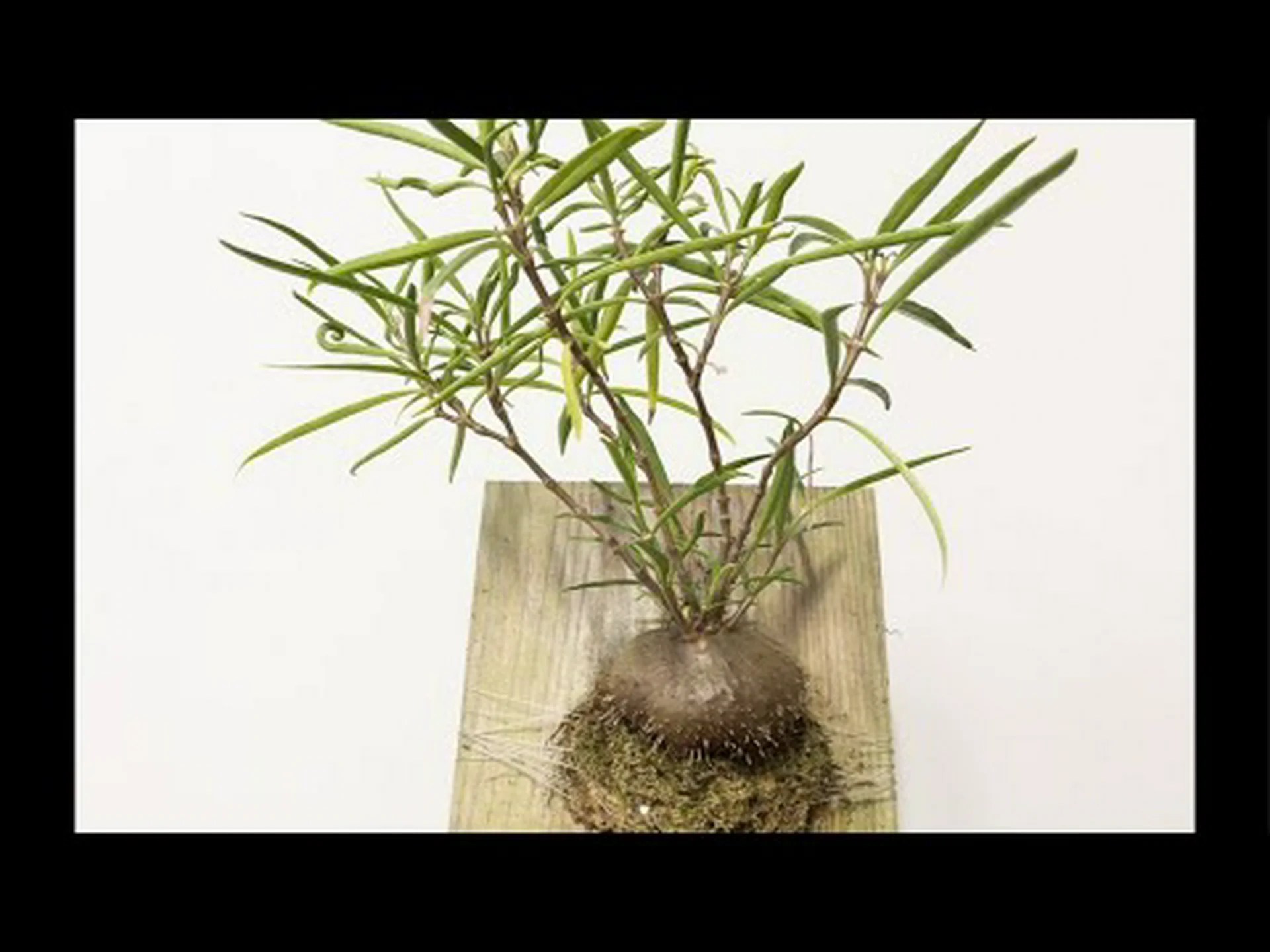 ワラビシダ、オオシダ ワラビシダ、オオシダ