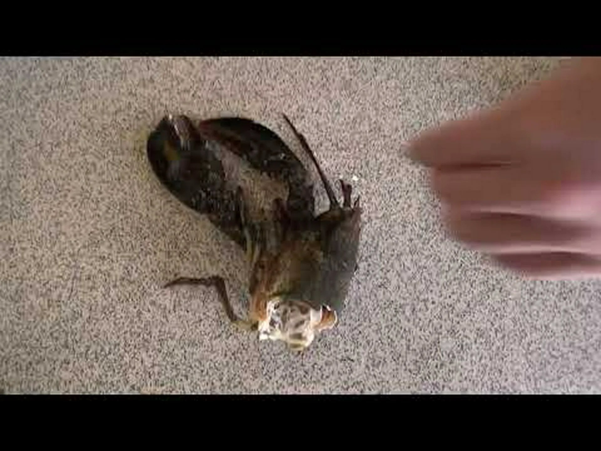 ロブスターの爪、カカビーク ロブスターの爪、カカビーク