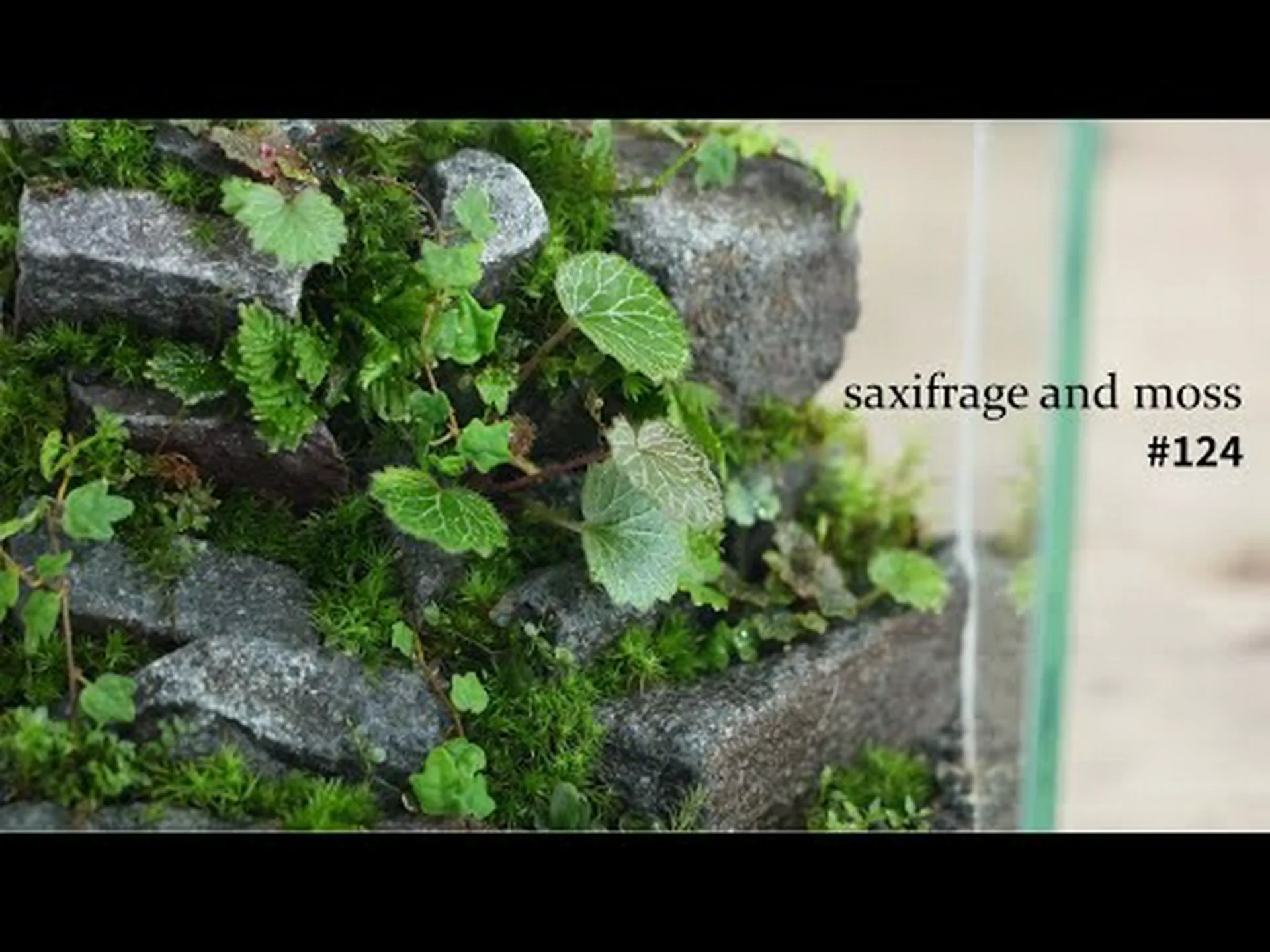 アレンズユキノシタ、モスユキノシタ アレンズユキノシタ、モスユキノシタ