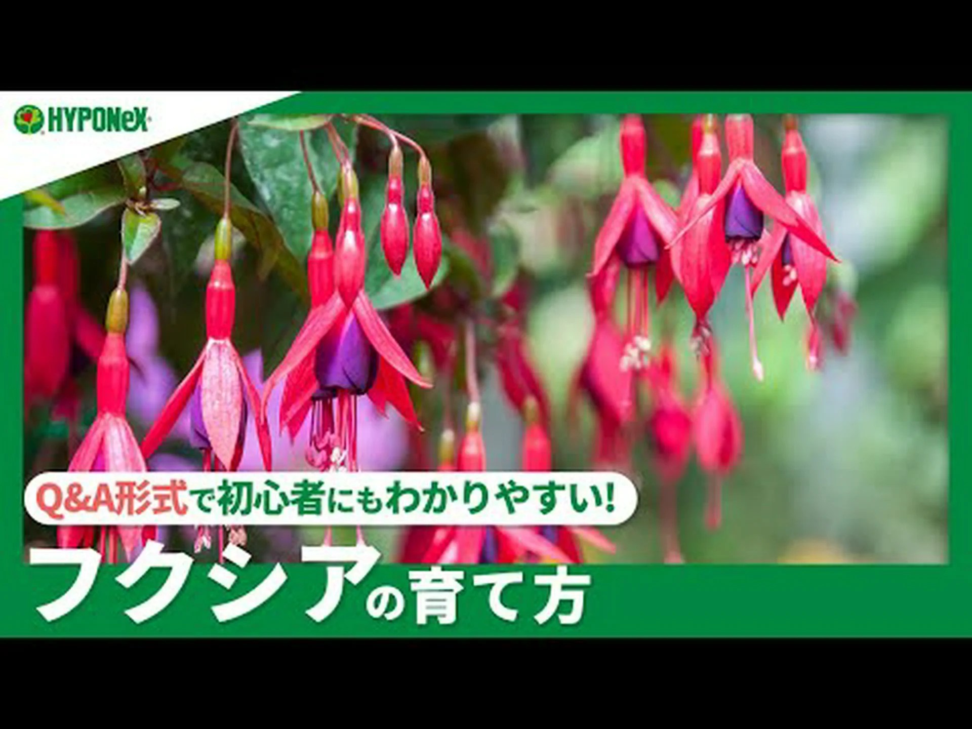 鉢植えのフクシアを越冬させる方法は? 鉢植えのフクシアを越冬させる方法は?