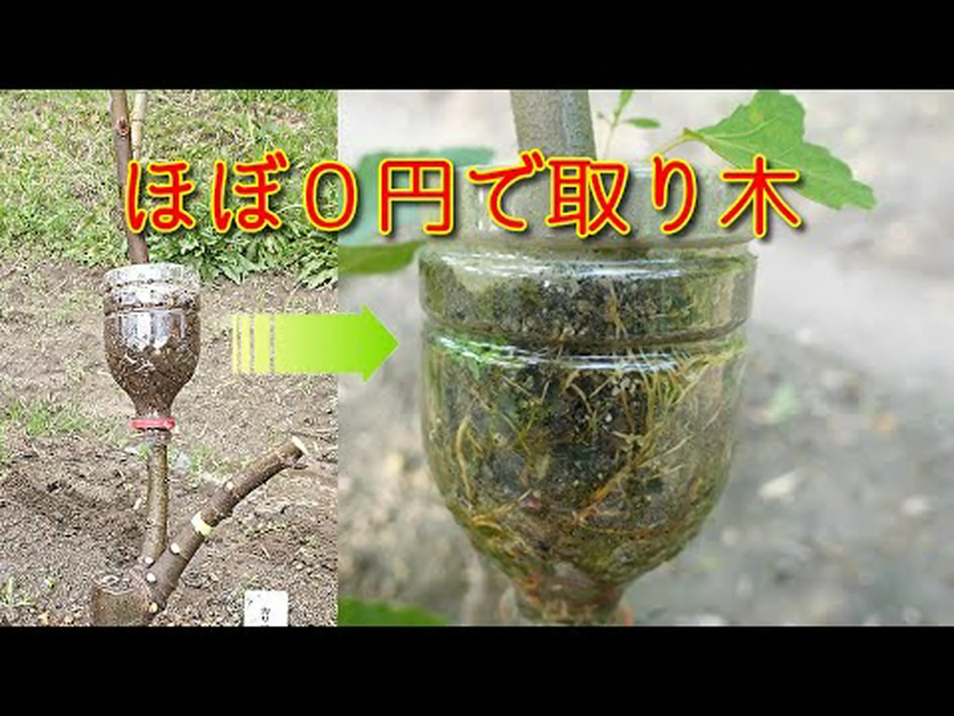 しだれイチジクの木 しだれイチジクの木