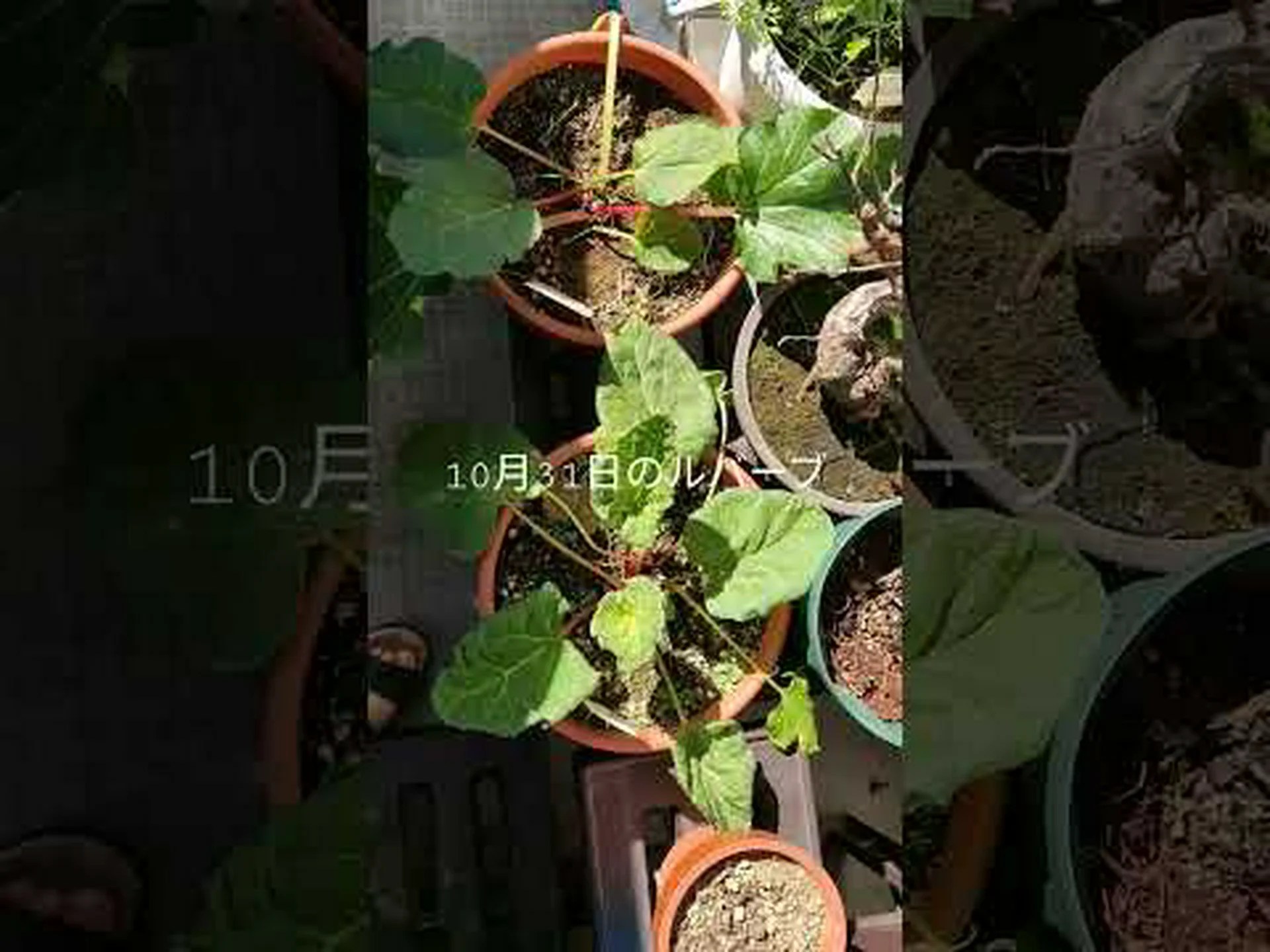 グンネール、巨大ルバーブ グンネール、巨大ルバーブ