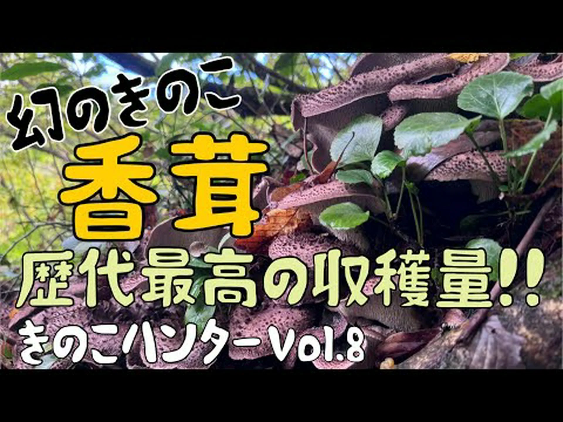 キノコ狩り キノコ狩り