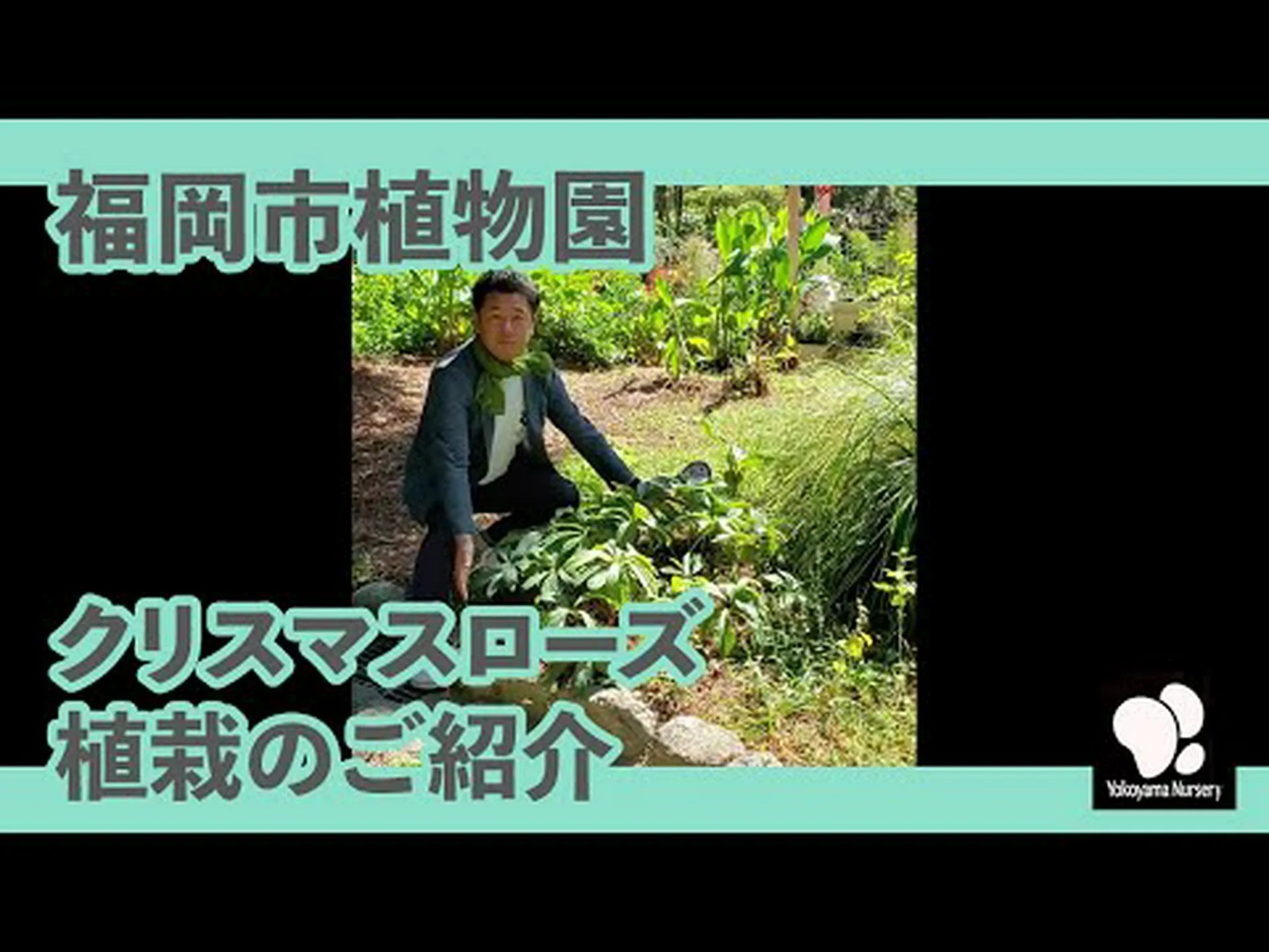 ブラックマウンテンの植物園 (29) ブラックマウンテンの植物園 (29)