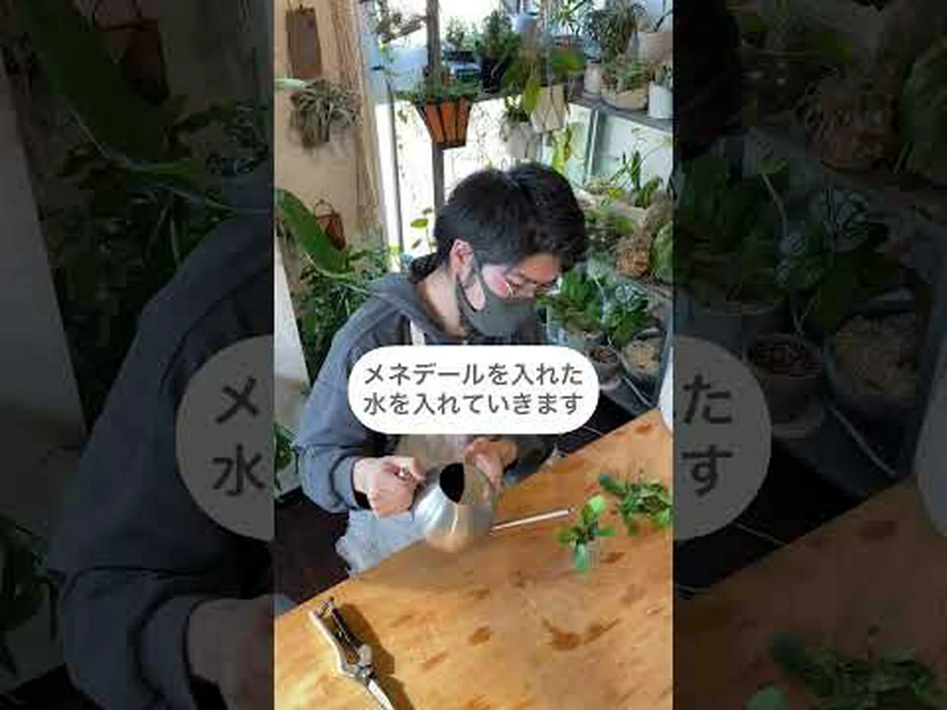 狭葉ガマ 狭葉ガマ