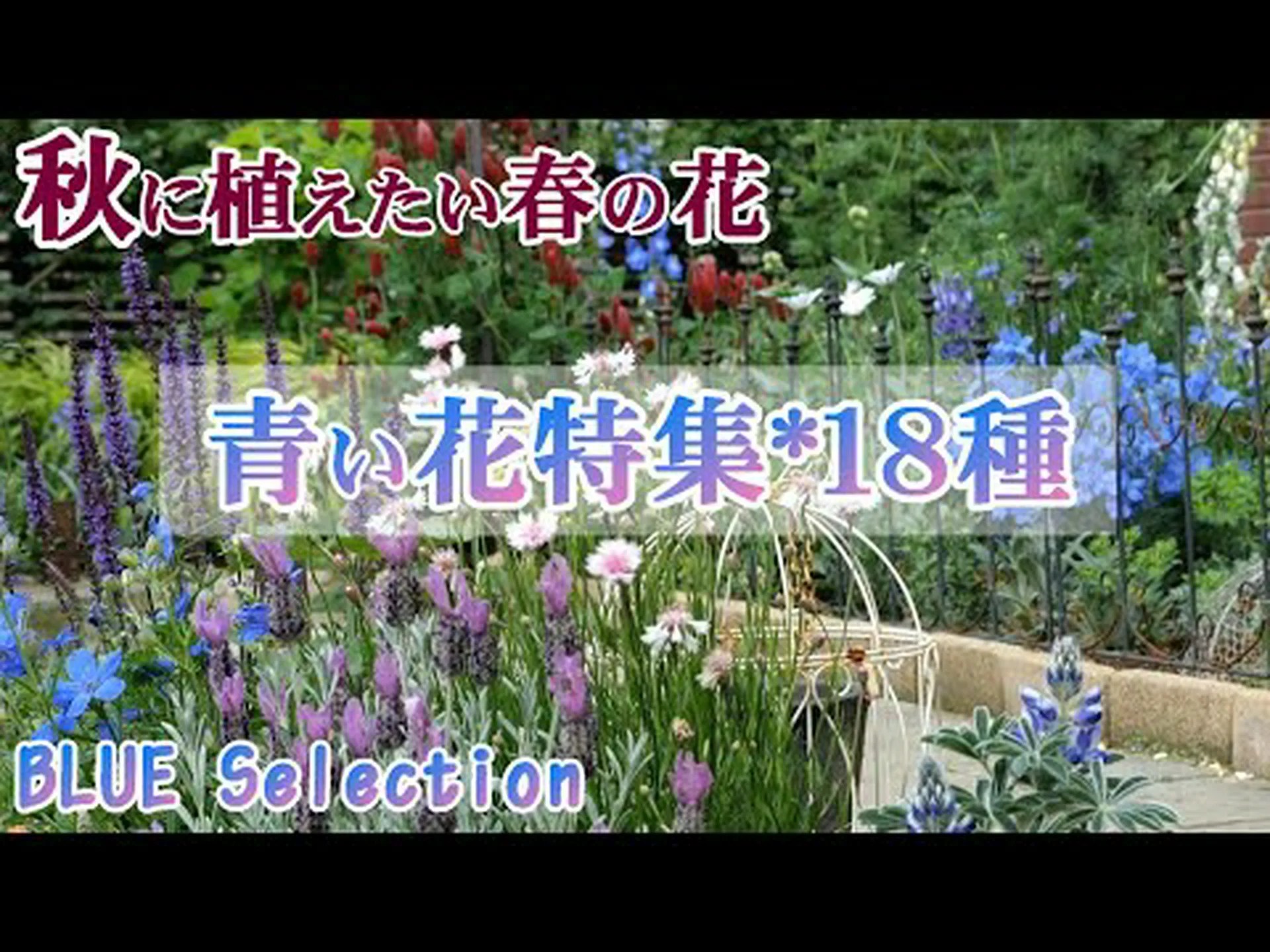 ブルーウッドアスター、ハートリーブアスター ブルーウッドアスター、ハートリーブアスター