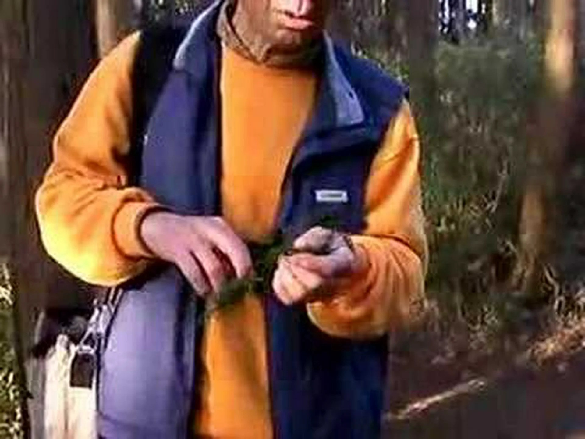 サワラニセヒノキ サワラニセヒノキ