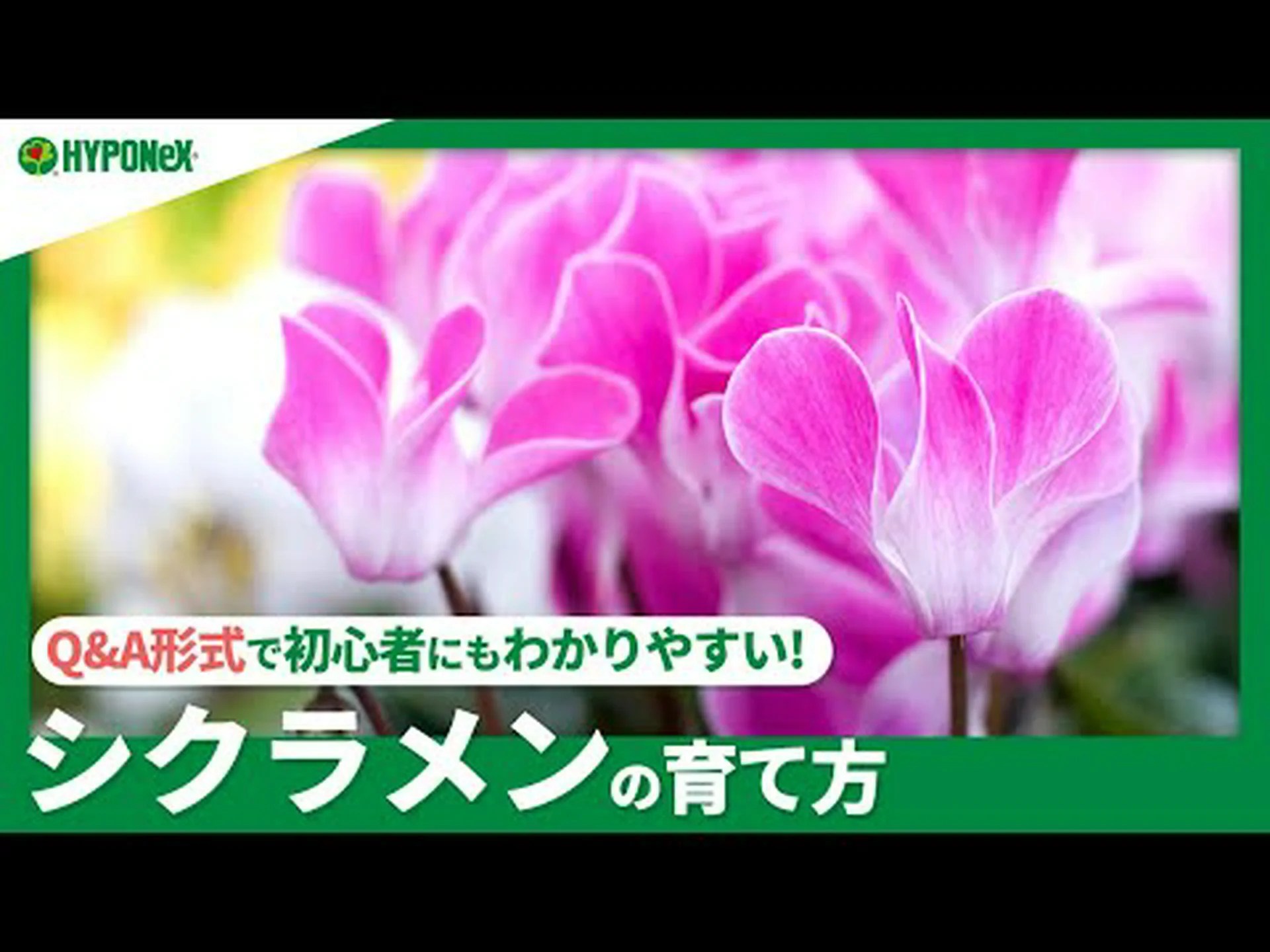 シクラメンに関するよくある質問 シクラメンに関するよくある質問