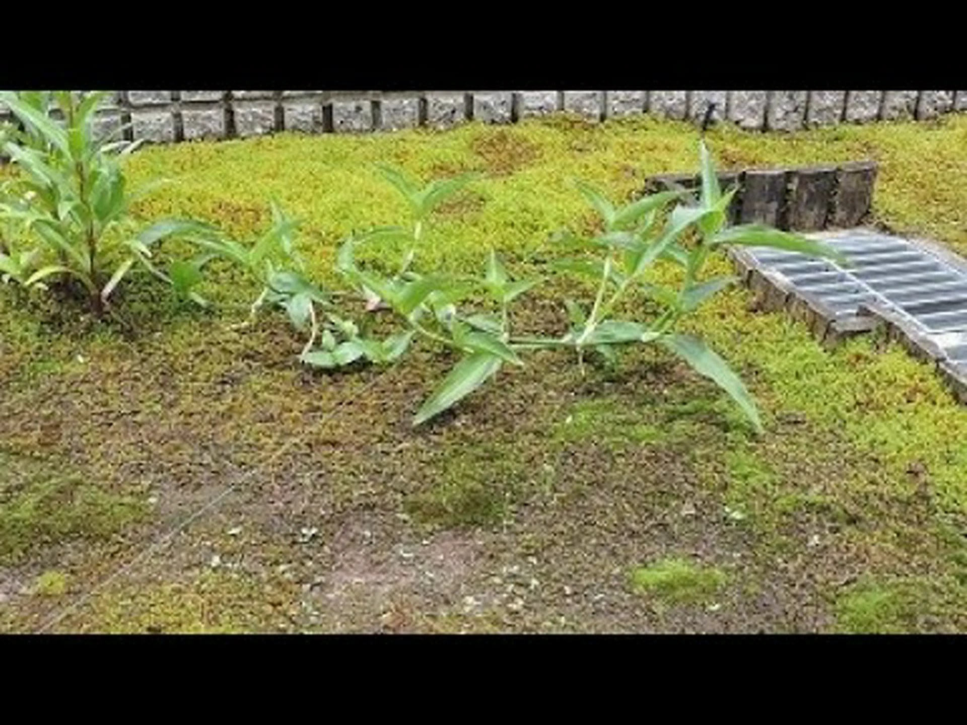 庭のコケを永久に除去するにはどうすればよいですか? 庭のコケを永久に除去するにはどうすればよいですか?