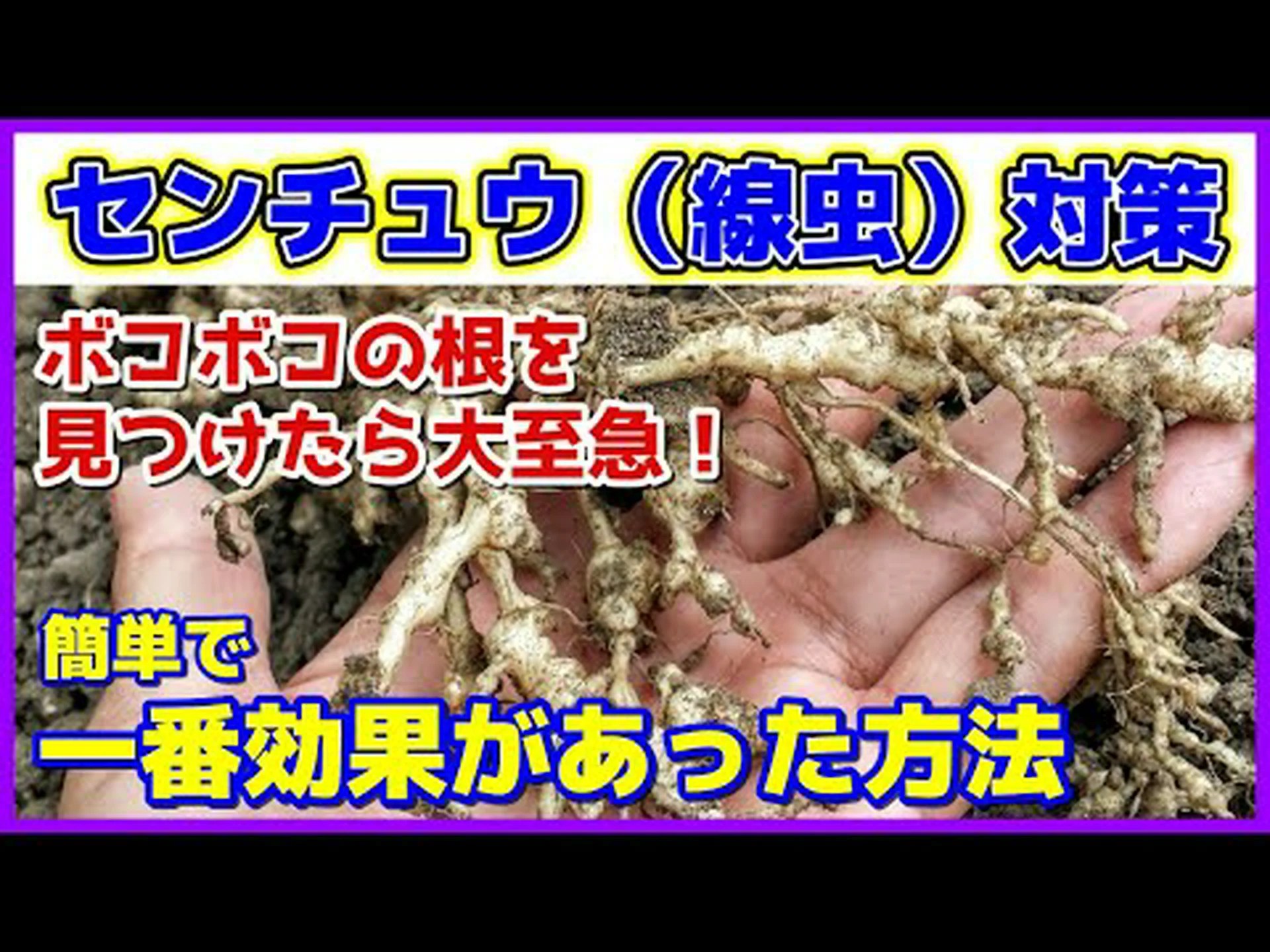 線虫 Steinernema carpocapsae 線虫 Steinernema carpocapsae