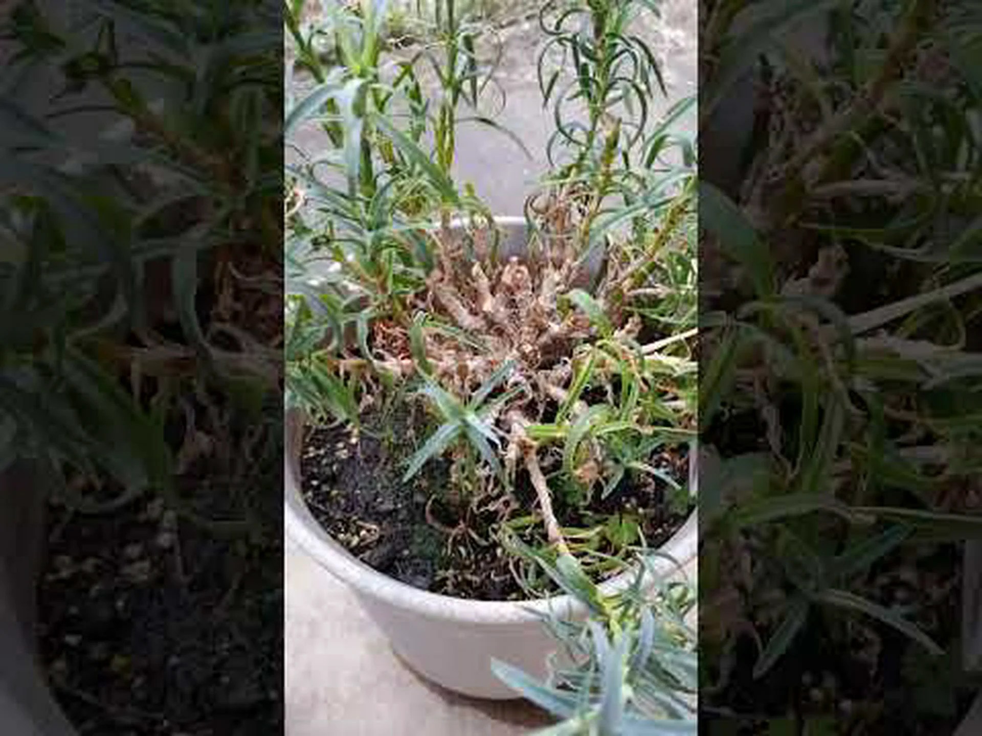 中国のカーネーション 中国のカーネーション