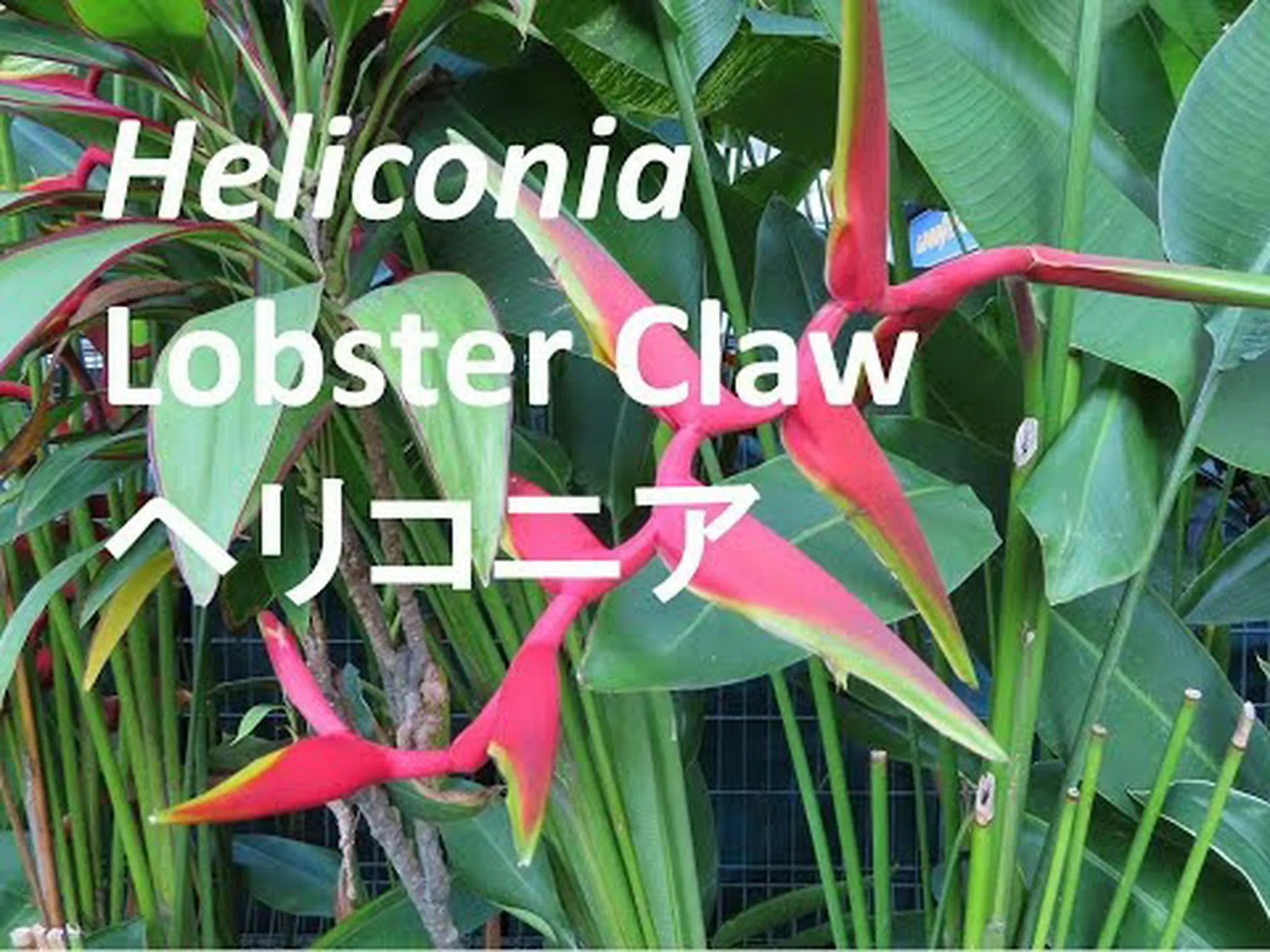 Rostrate ヘリコニア、ロブスタークロー Rostrate ヘリコニア、ロブスタークロー