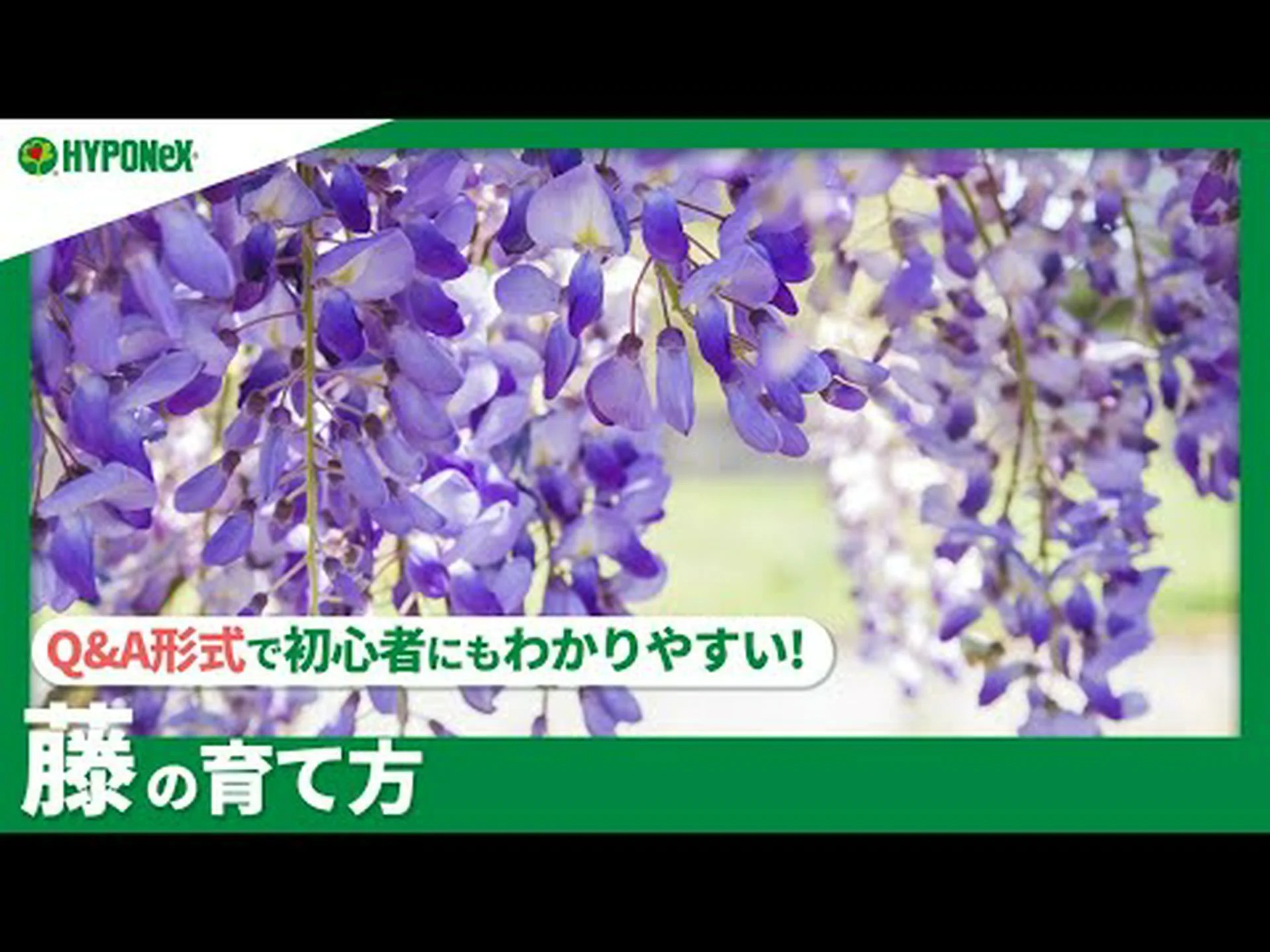 藤に関するよくある質問 藤に関するよくある質問