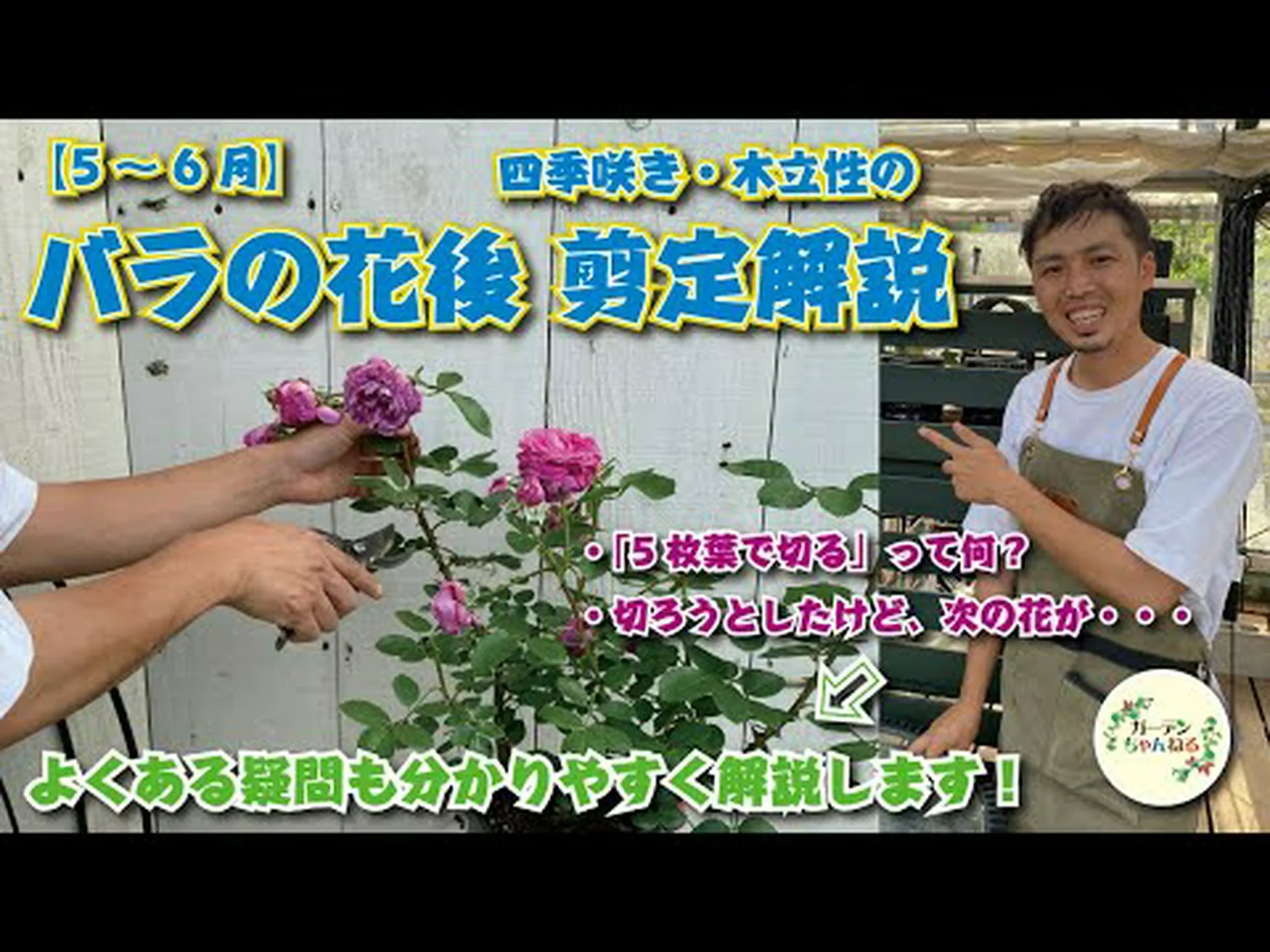 バラの茂みをアーチ状にして、より多くの花を咲かせましょう バラの茂みをアーチ状にして、より多くの花を咲かせましょう