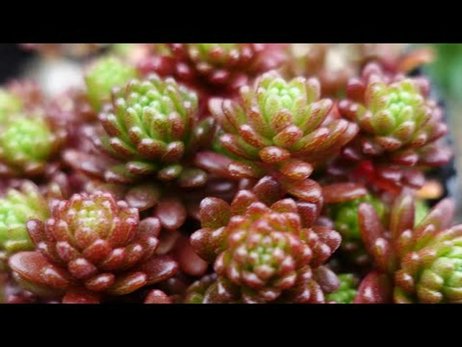 丈夫な多肉植物 丈夫な多肉植物