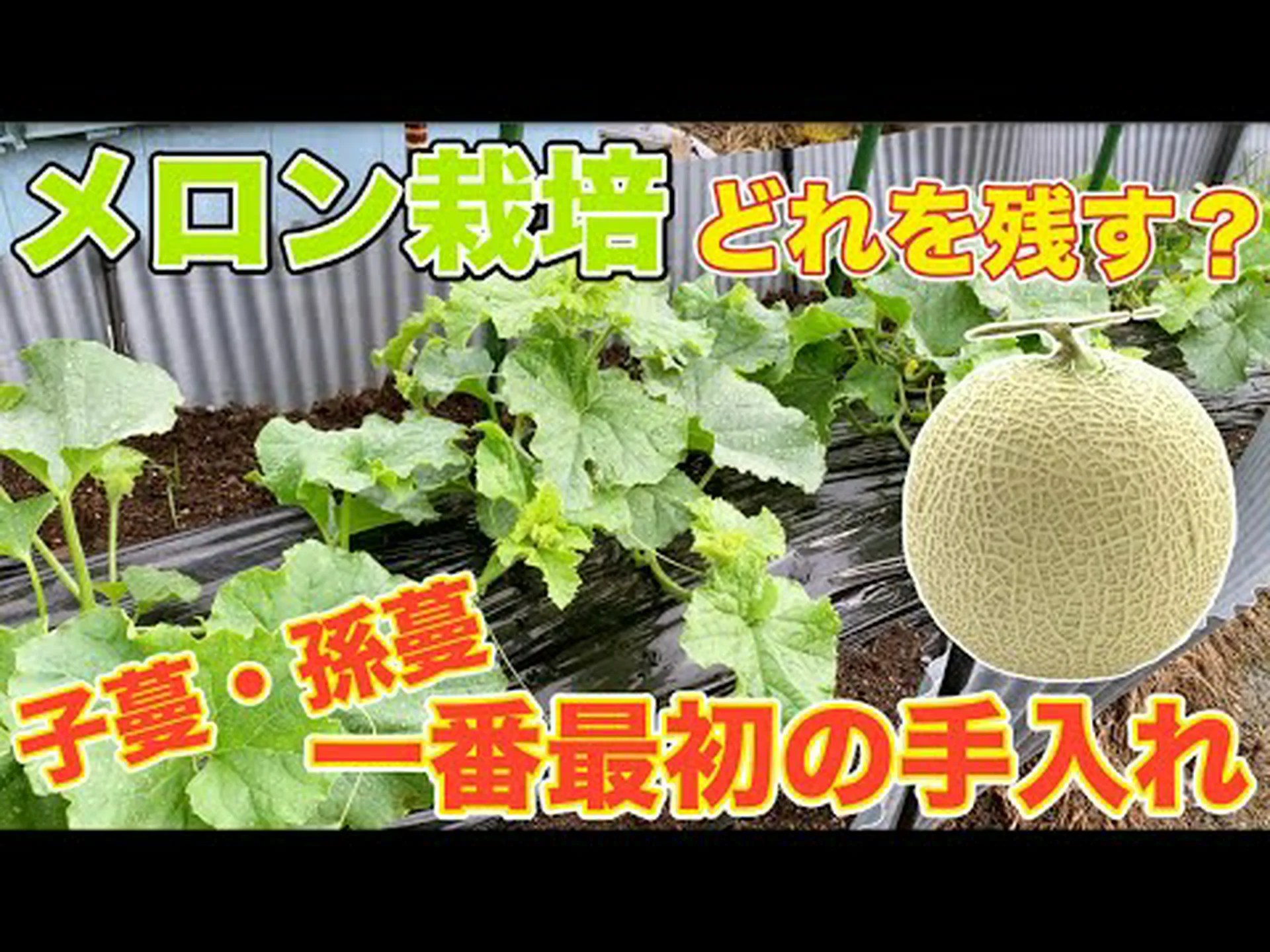 より多くの実を得るためにメロンを剪定する より多くの実を得るためにメロンを剪定する