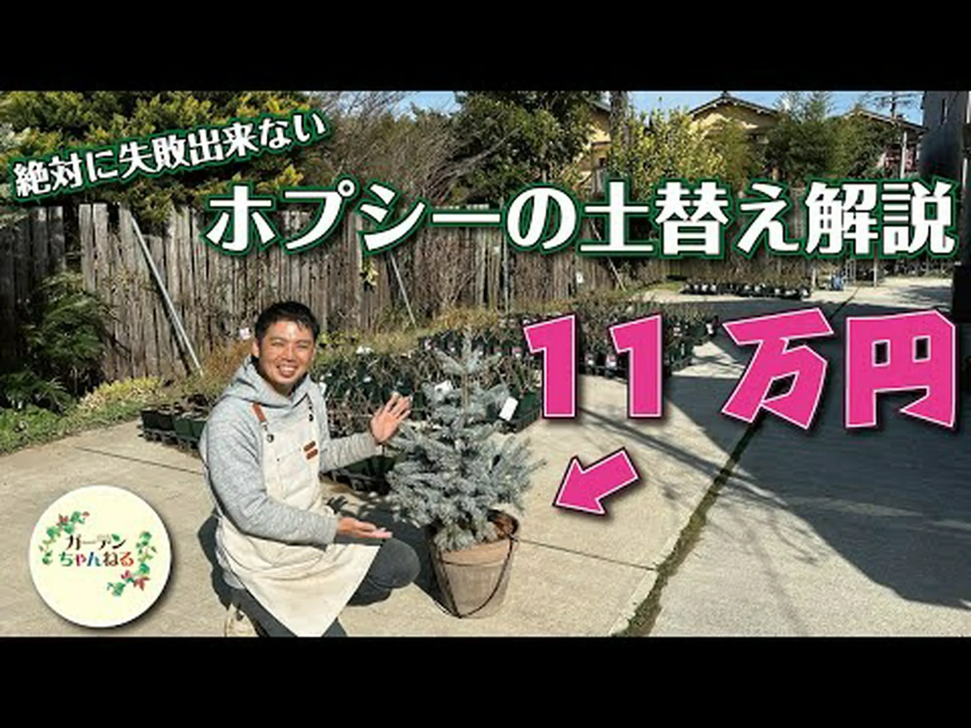 グリーンアニス、ピンピネル、オフィシナルアニス、栽培アニス グリーンアニス、ピンピネル、オフィシナルアニス、栽培アニス