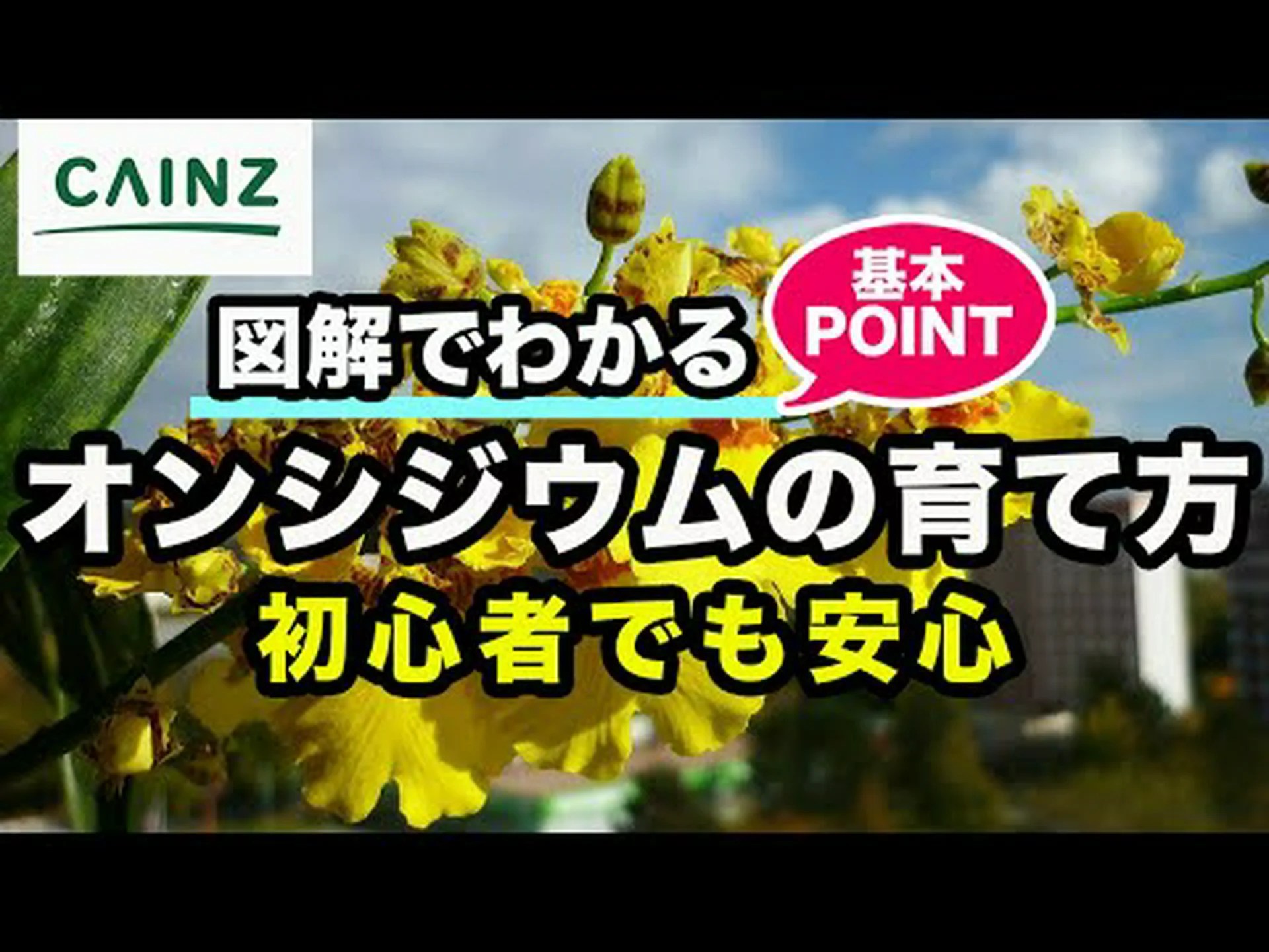 オンシジウム、誰もが手の届く範囲にあるコレクターの間で珍重される蘭 オンシジウム、誰もが手の届く範囲にあるコレクターの間で珍重される蘭