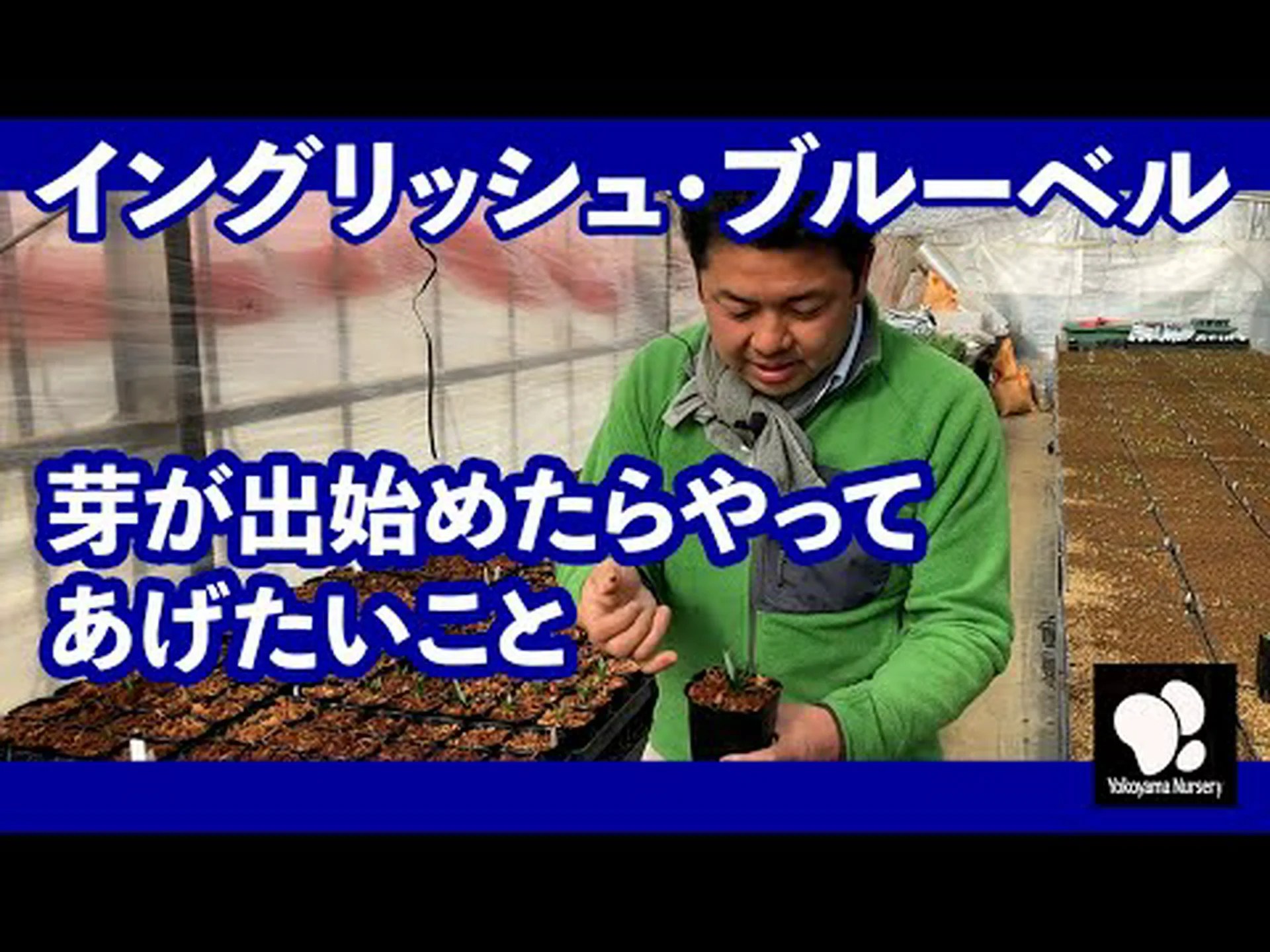 ウィンターヘーゼル、ニセヘーゼル、長耳のハシバミ ウィンターヘーゼル、ニセヘーゼル、長耳のハシバミ