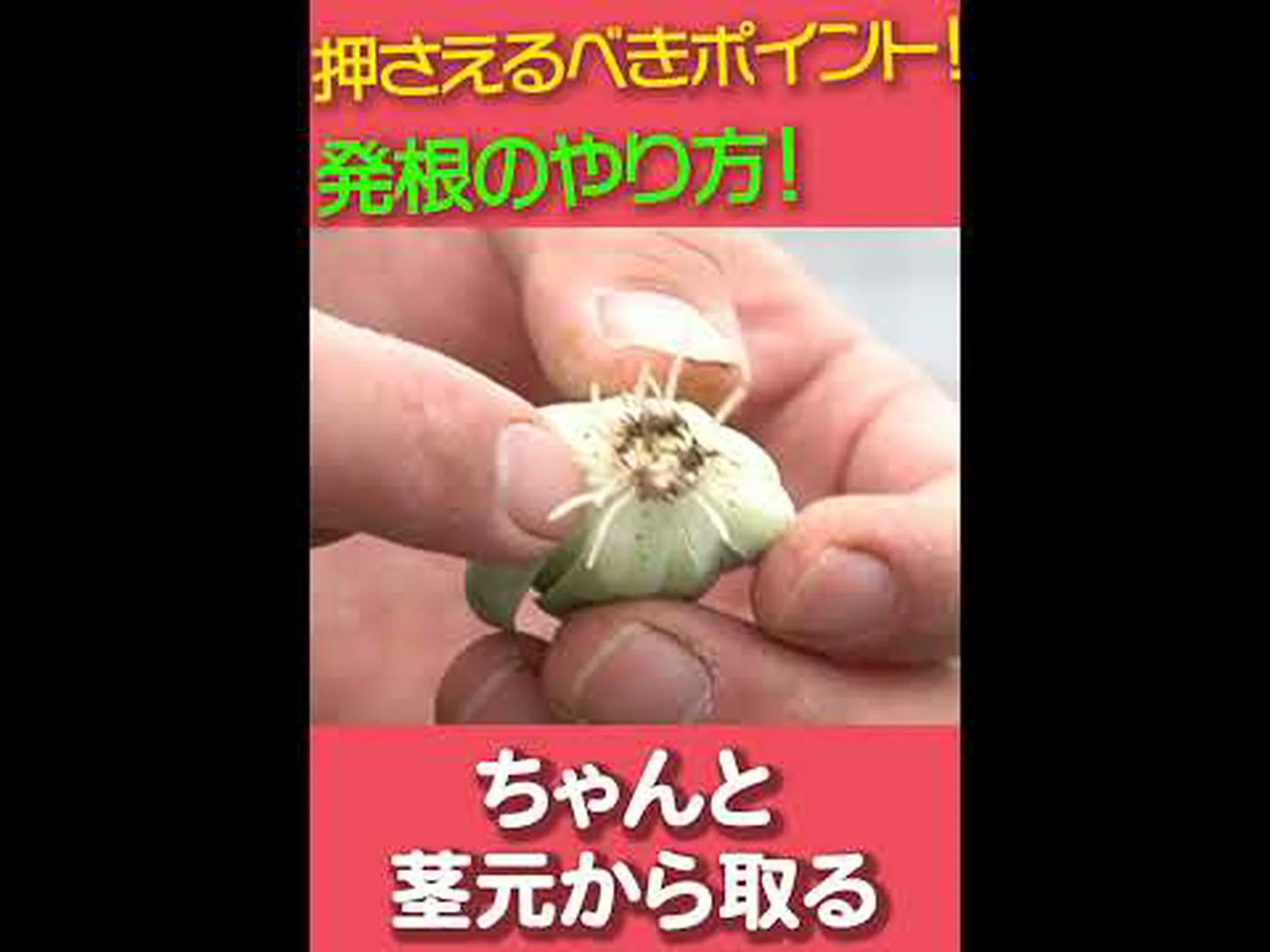 エケベリア 小型リュウゼツラン エケベリア 小型リュウゼツラン