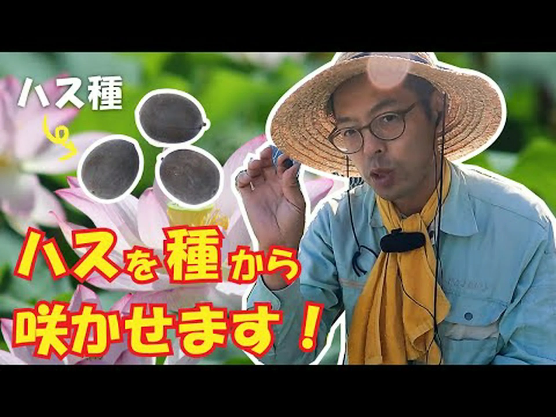 聖なる蓮、インドの蓮 聖なる蓮、インドの蓮