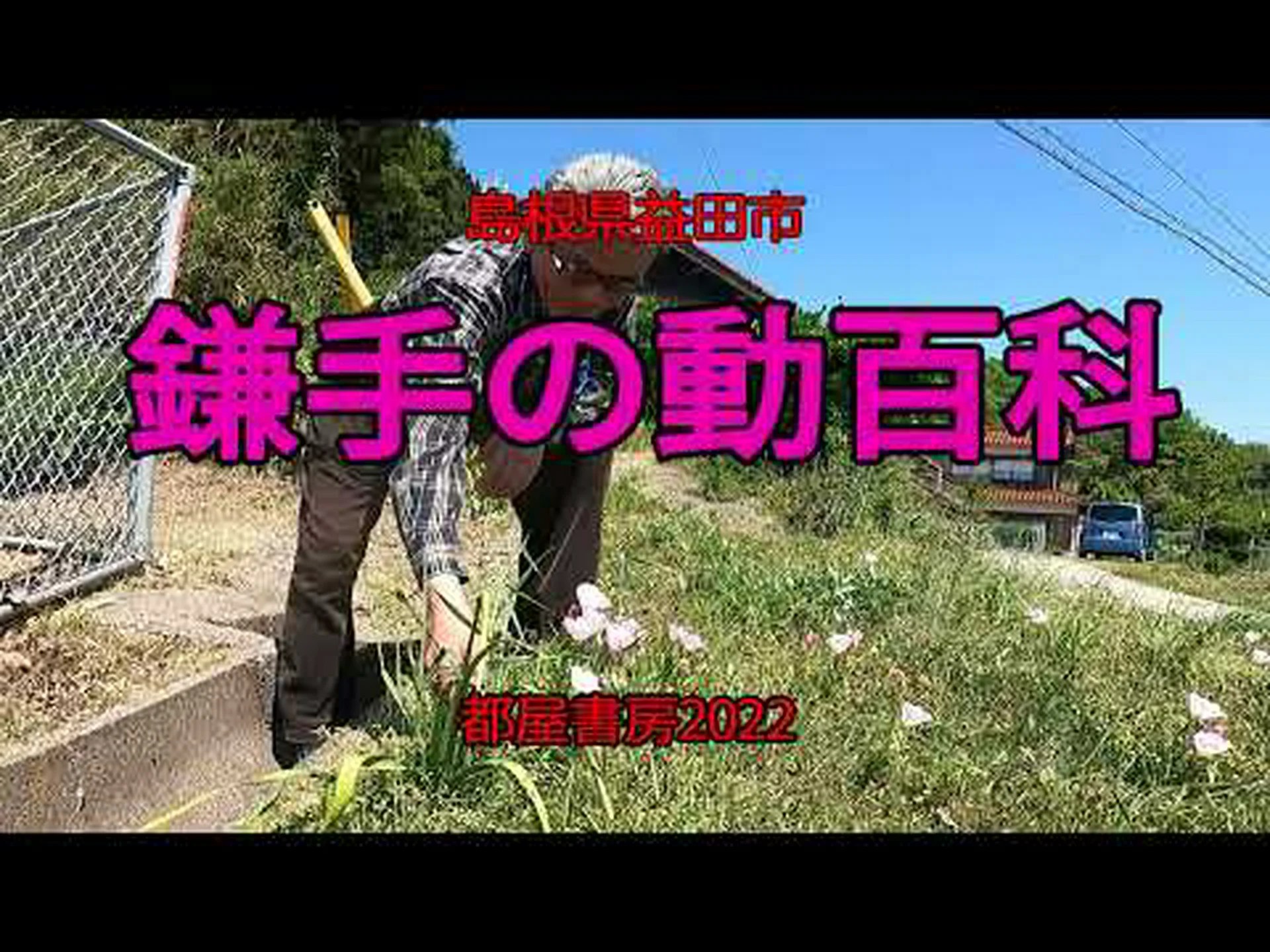 低木月見草、月見草 低木月見草、月見草