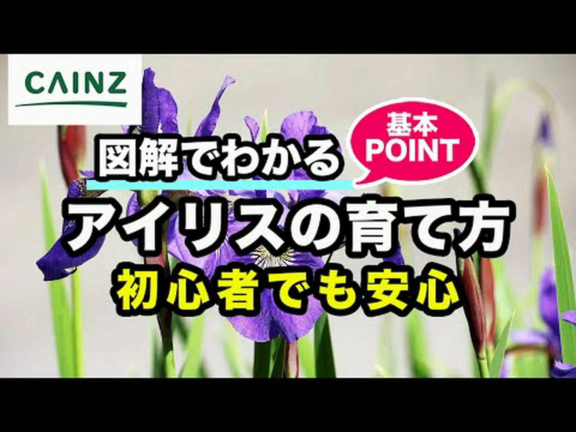 シベリアンアイリス シベリアンアイリス