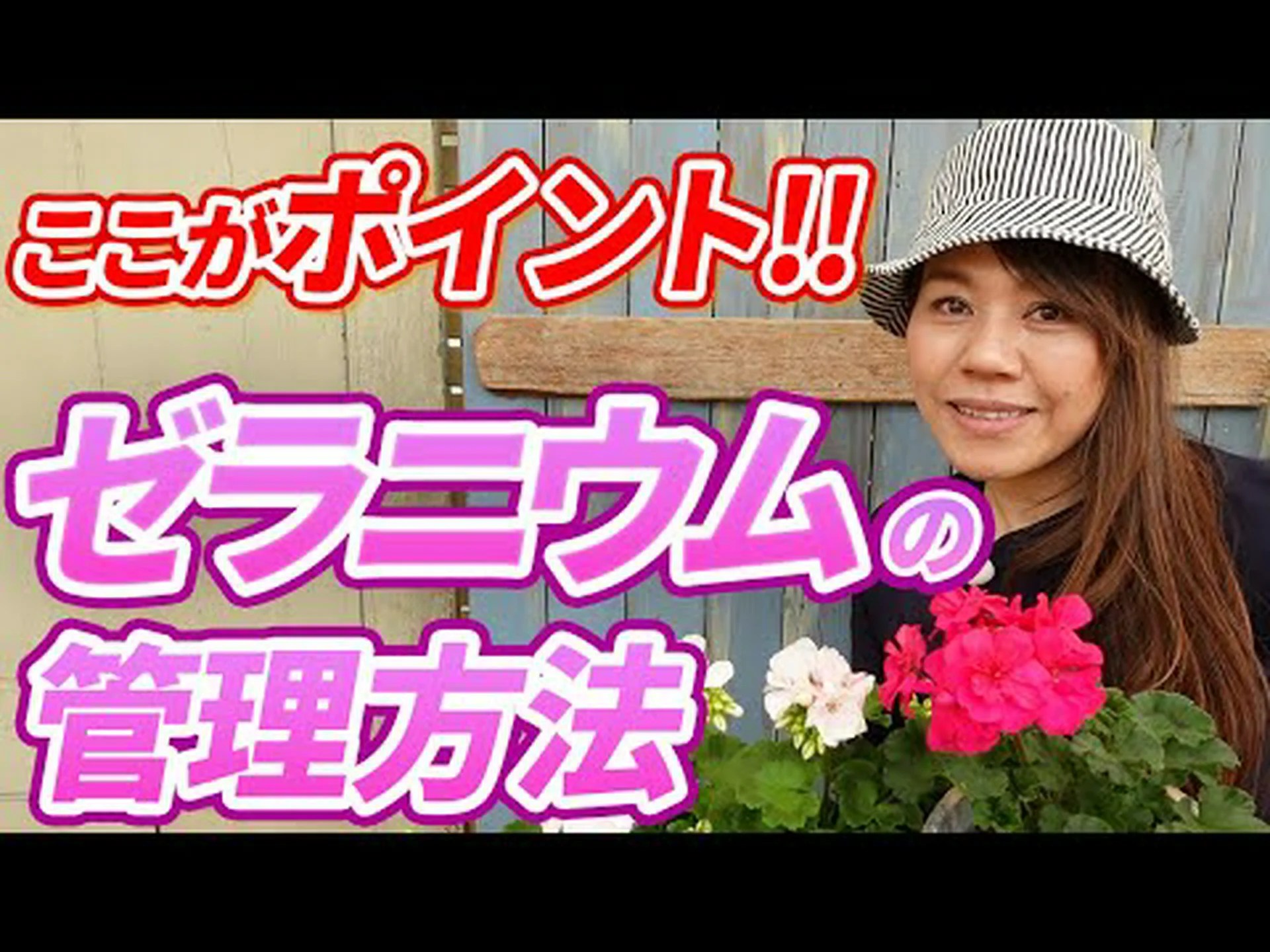 ゼラニウムを正しく世話する ゼラニウムを正しく世話する