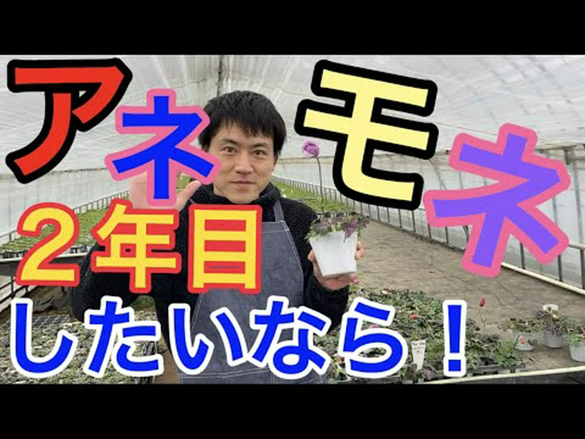 キンポウゲ、忍び寄るキンポウゲ キンポウゲ、忍び寄るキンポウゲ