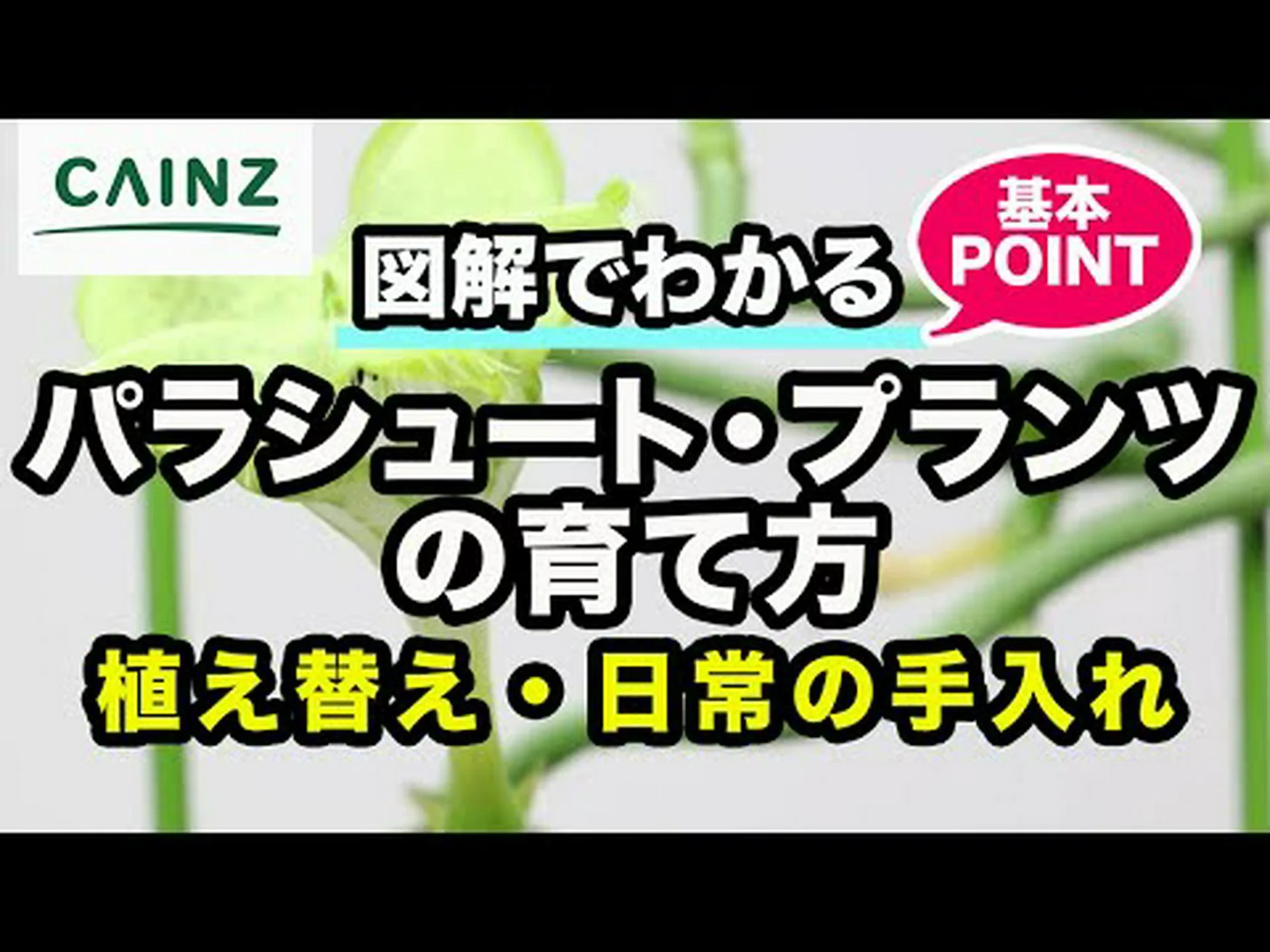 パラソル、セリ科の木、アンブレラツリー パラソル、セリ科の木、アンブレラツリー
