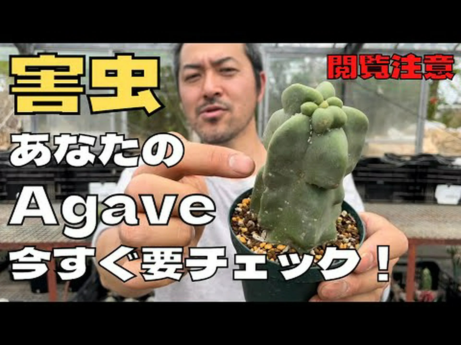 サボテンの害虫 サボテンの害虫