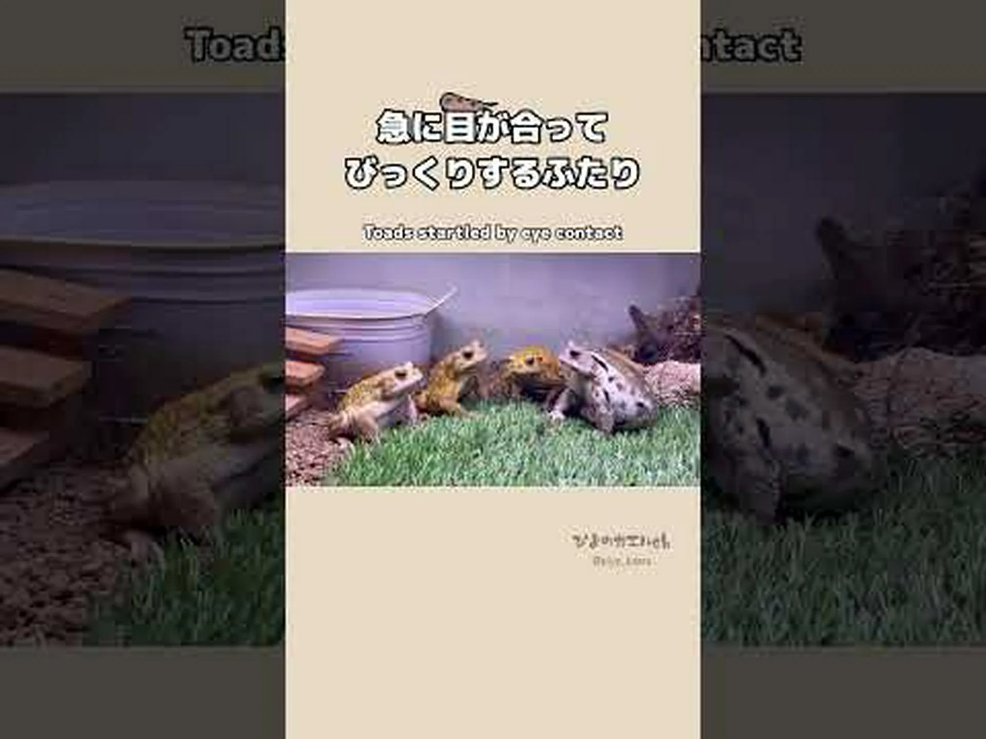 両生類、バトラキアン、カエル、ヒキガエル 両生類、バトラキアン、カエル、ヒキガエル