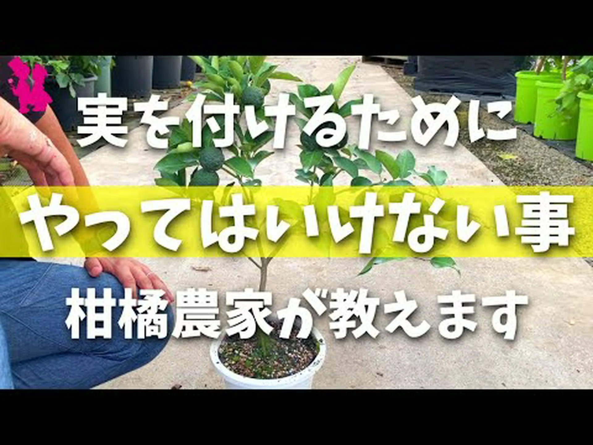 耐寒性柑橘類の栽培と維持 耐寒性柑橘類の栽培と維持
