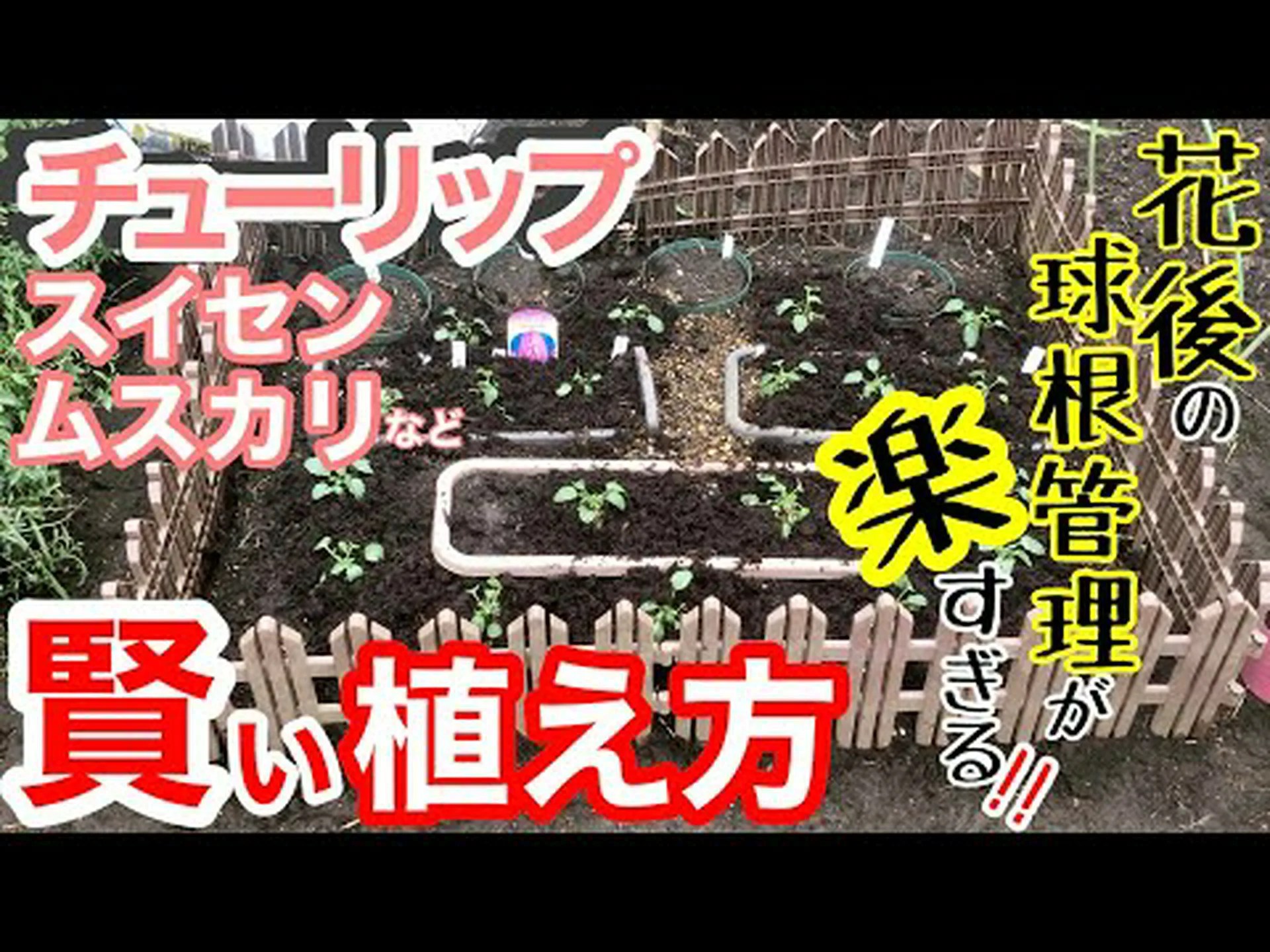 花の球根 花の球根