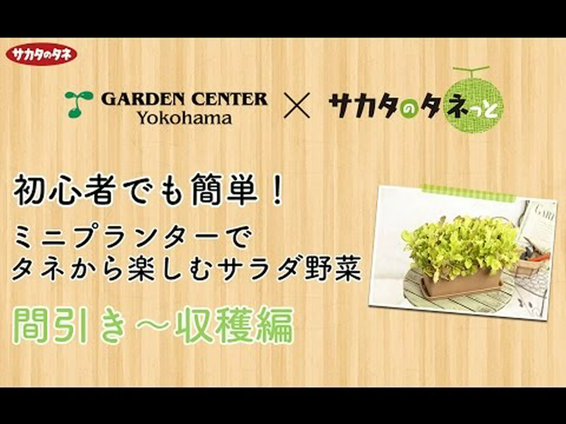 サラダの種を収穫する サラダの種を収穫する