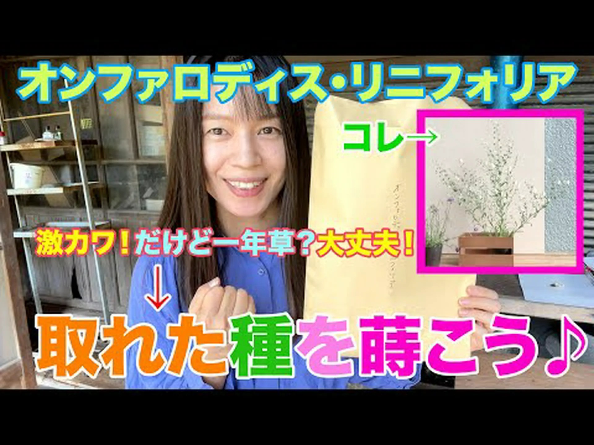 一年生植物を所定の位置に播種する 一年生植物を所定の位置に播種する